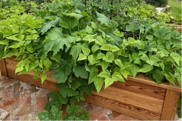 Raised Bed Construction Guide