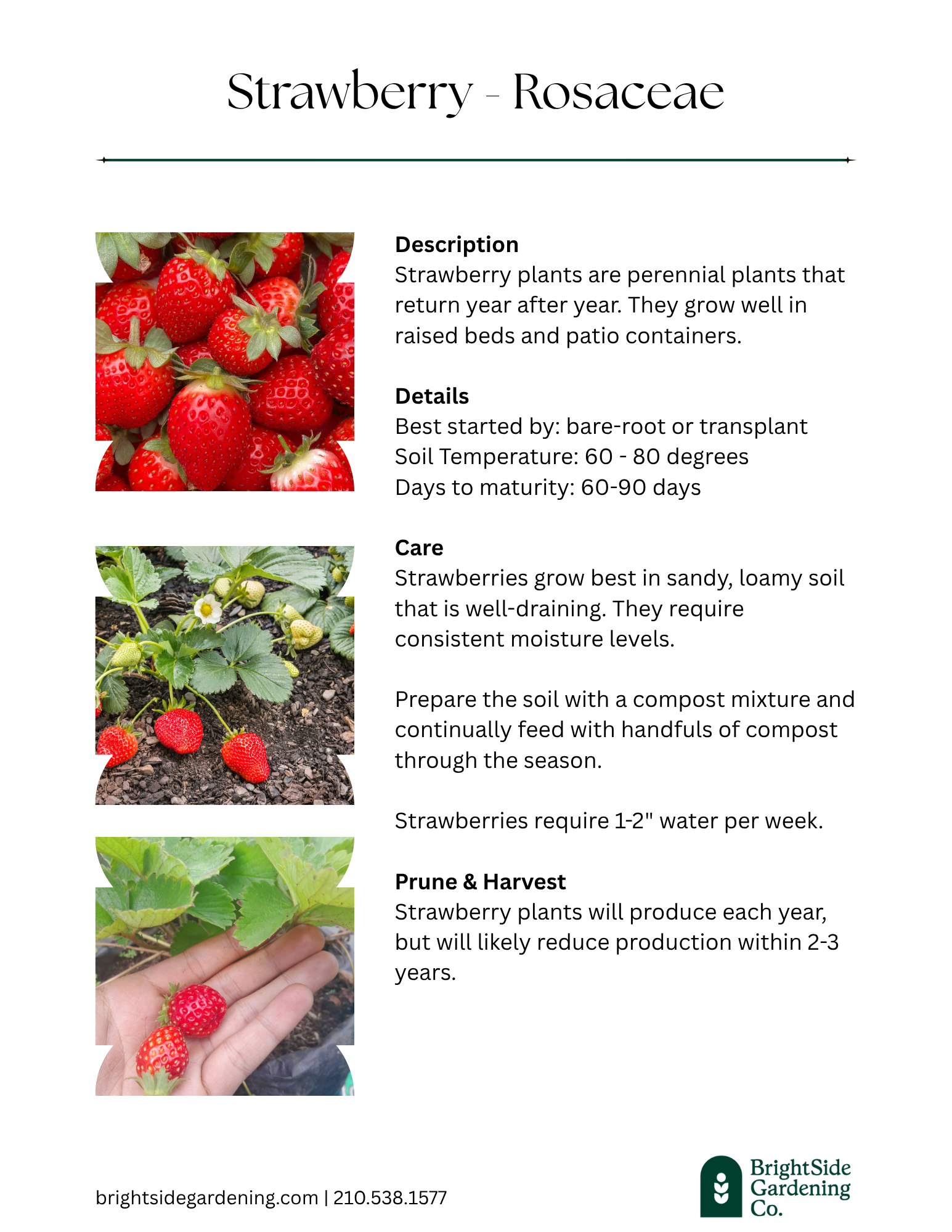 Cool - Strawberries.png