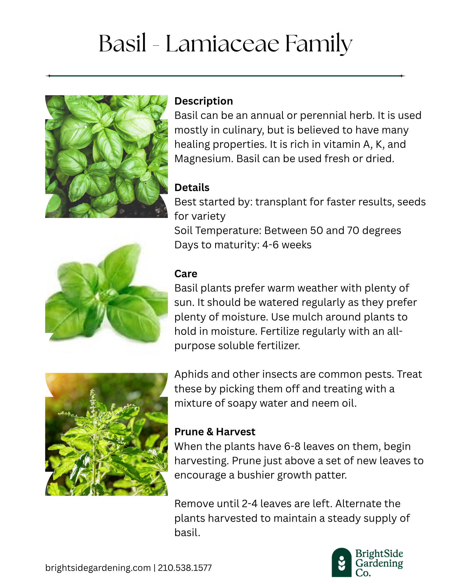 Warm - Basil.png