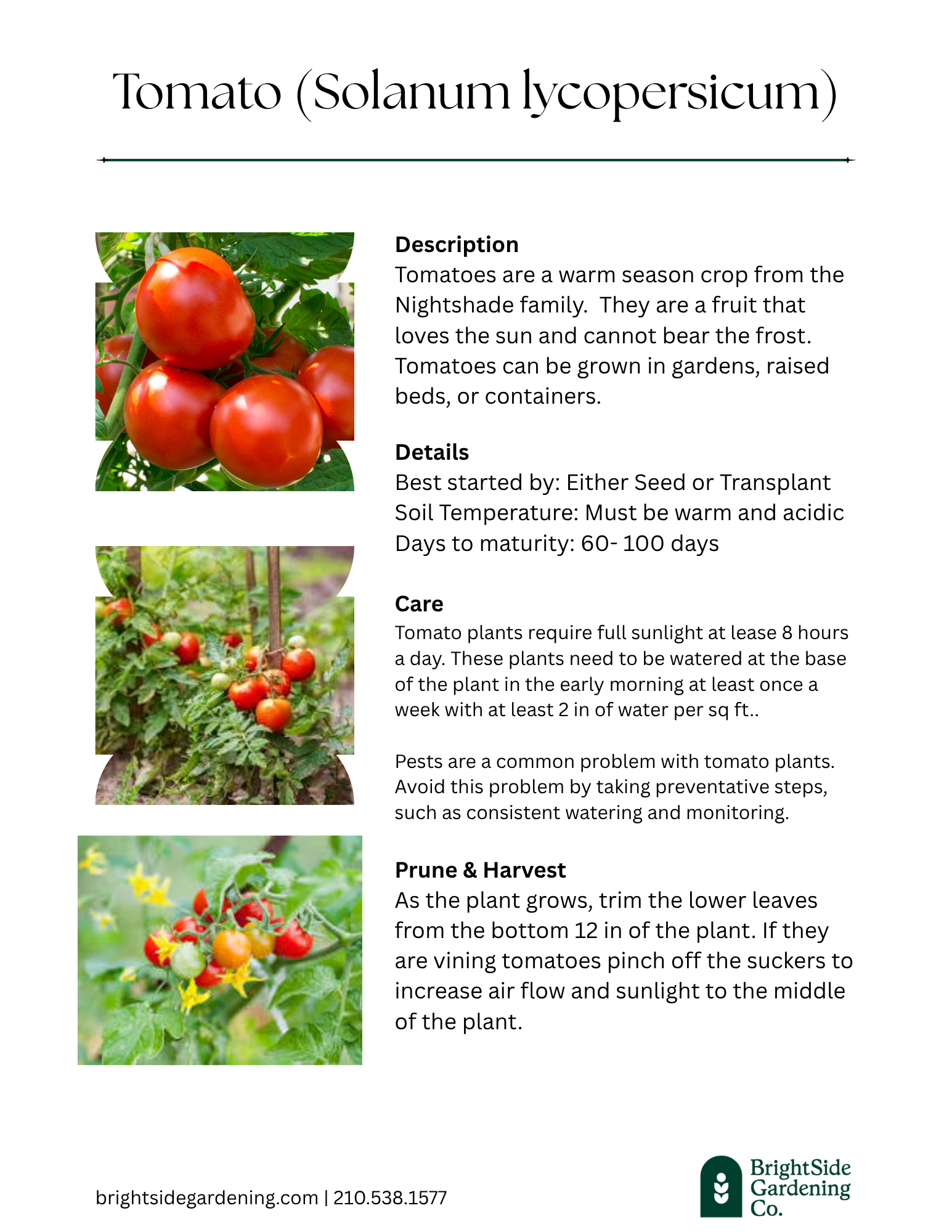 Warm - Tomatoes.png