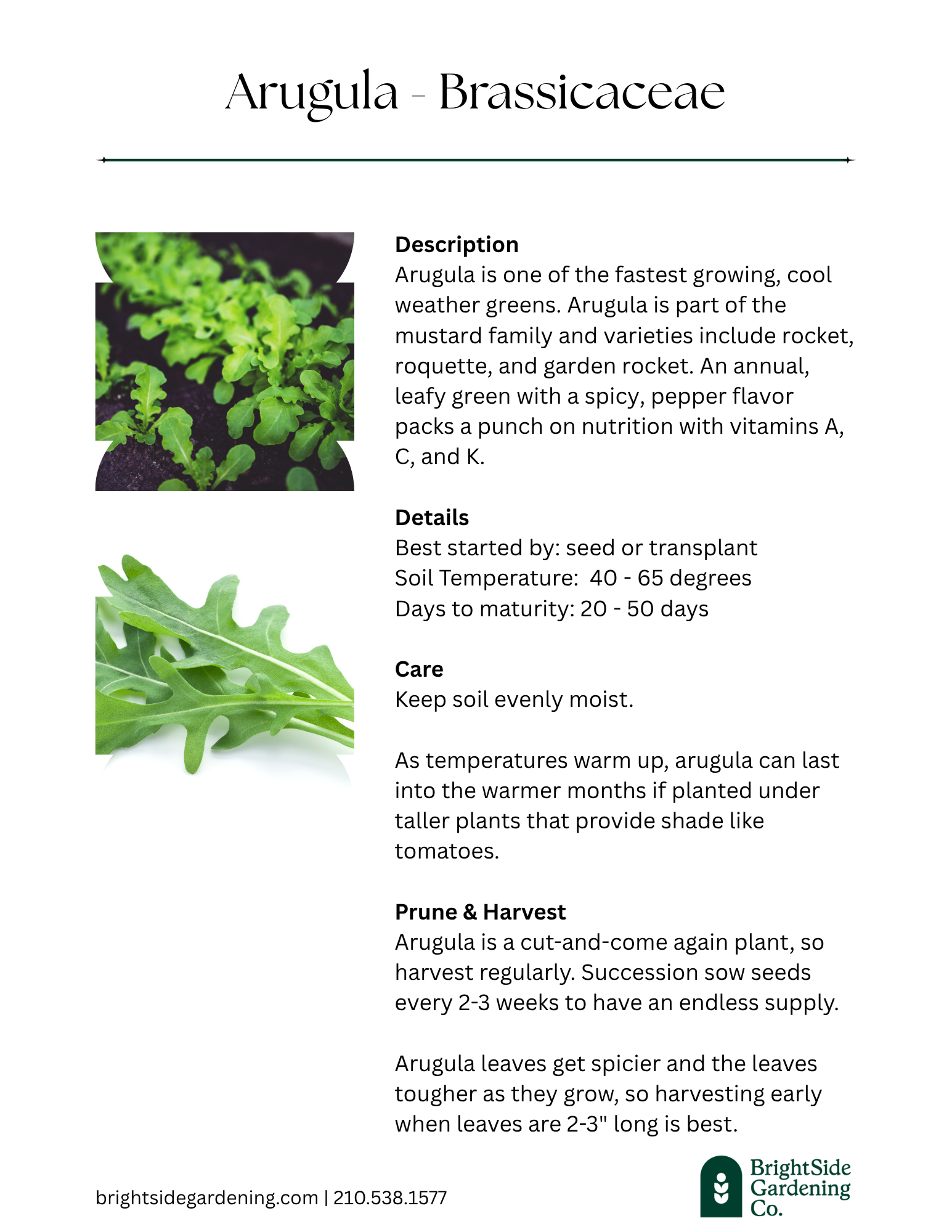 Cool - Arugula.png