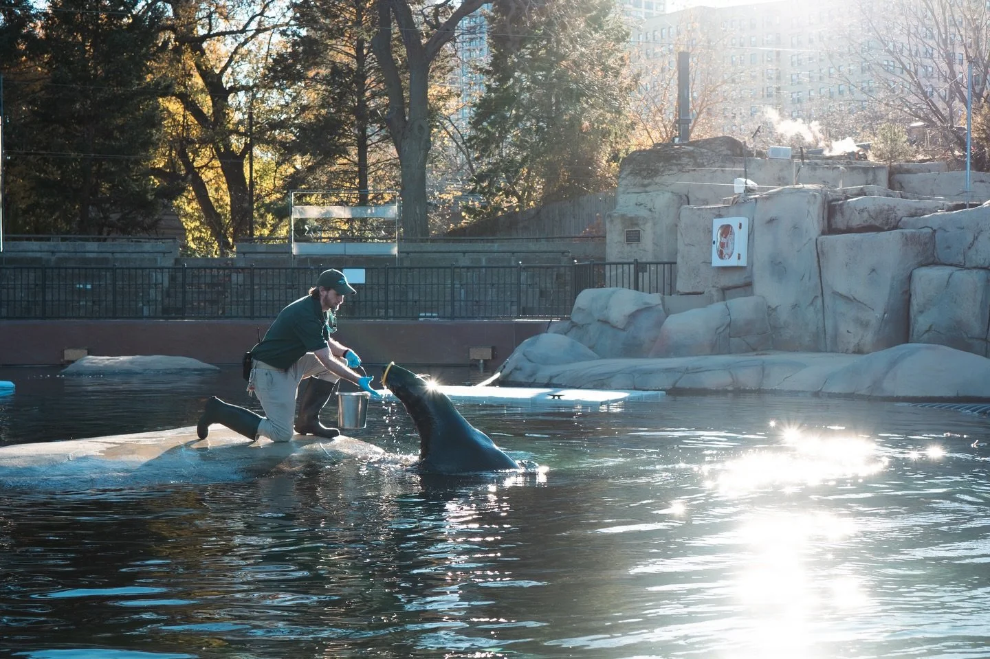some seal pics i got at the lincoln park zoo while practicing with my new camera!