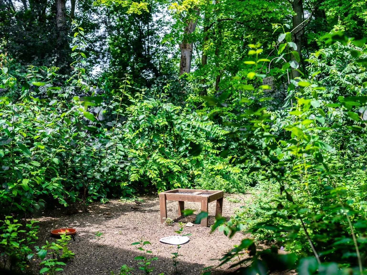 Lush green garden with leafy plants, a wooden table, and bird feeders.