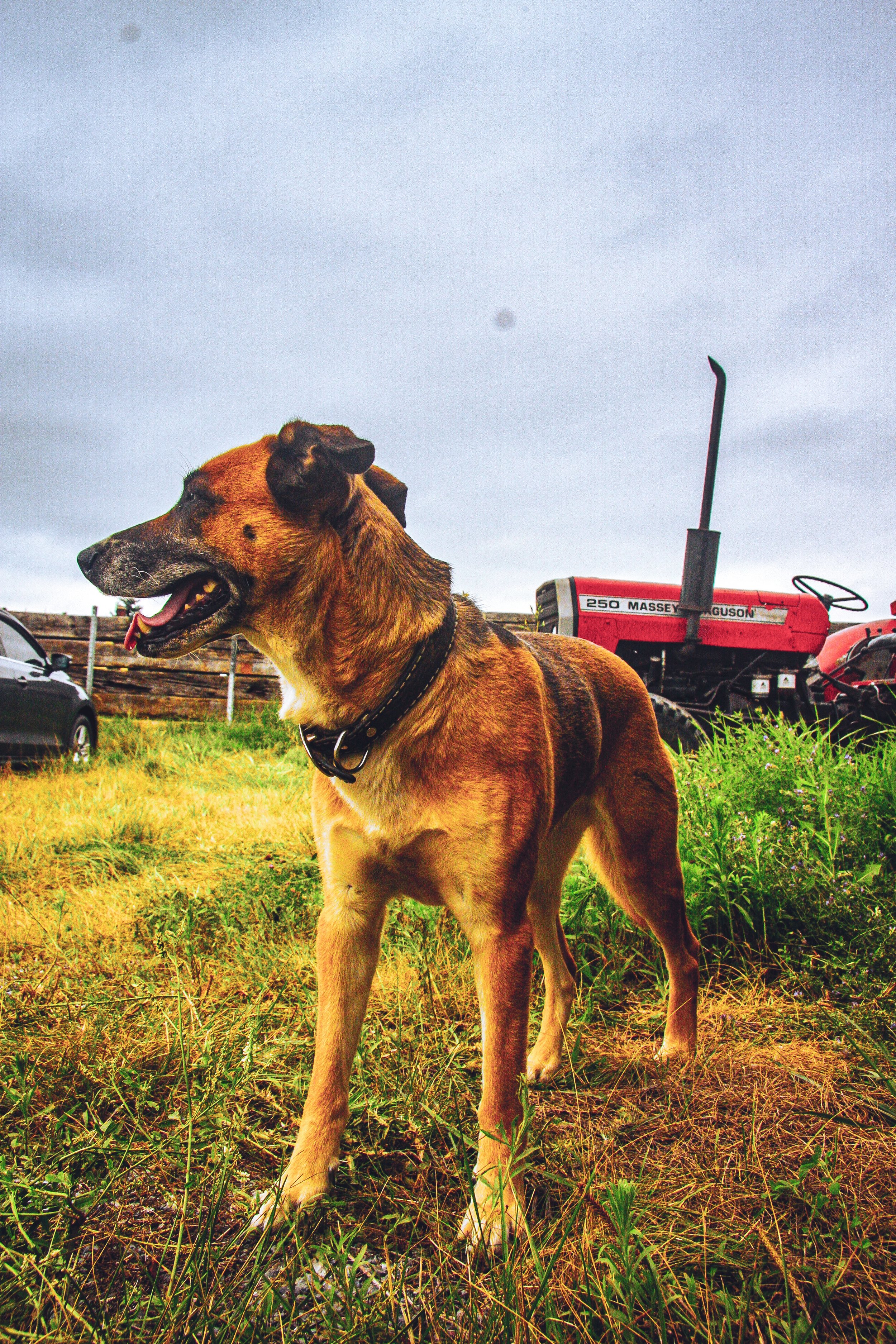 Farm brand photography