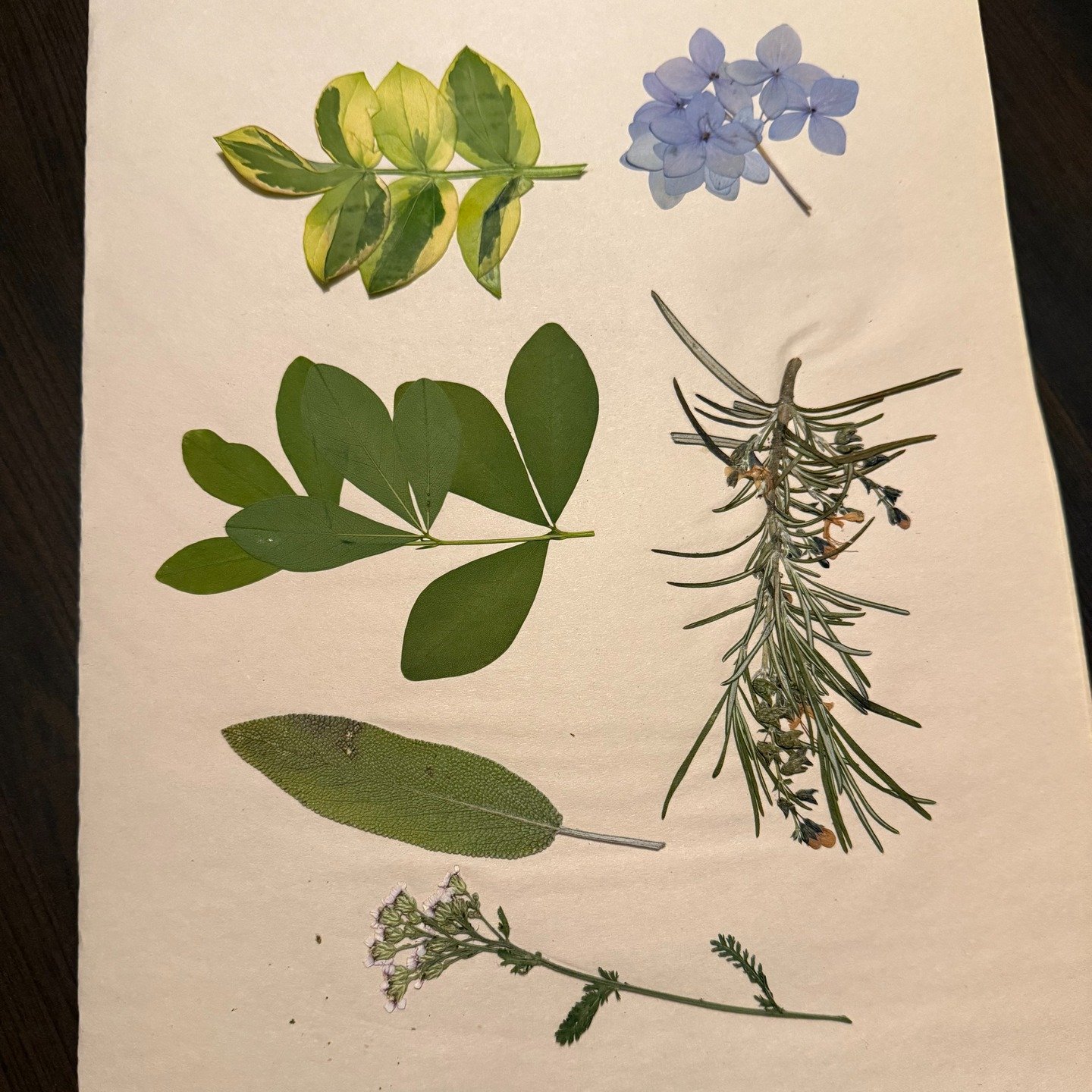 Since I have a press for bookbinding, I figured why not put it to use in other ways? I put these plants in there about a month ago. I love how they came out--not bad for my first time doing it.