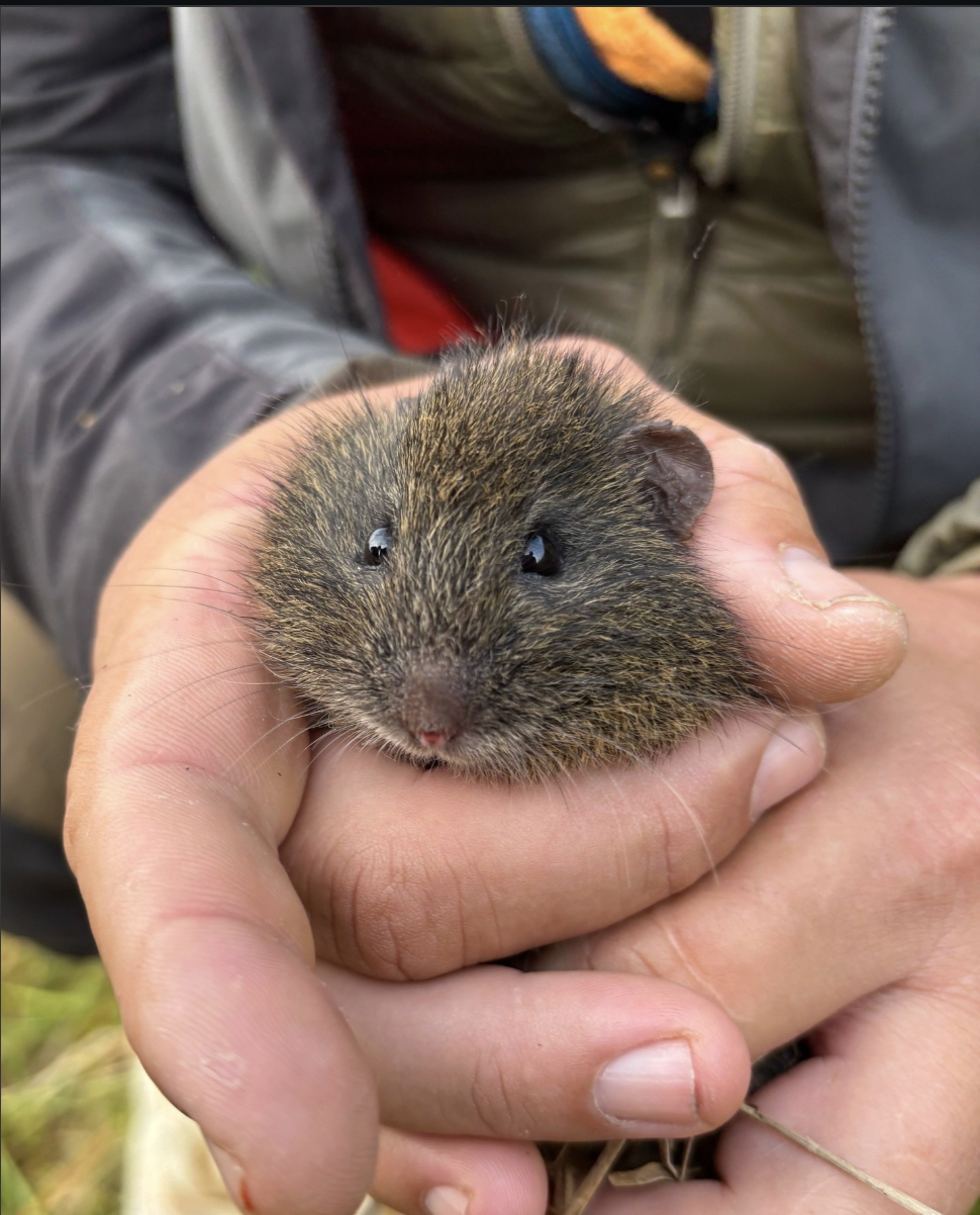 What’s a Pygmy Wombat?