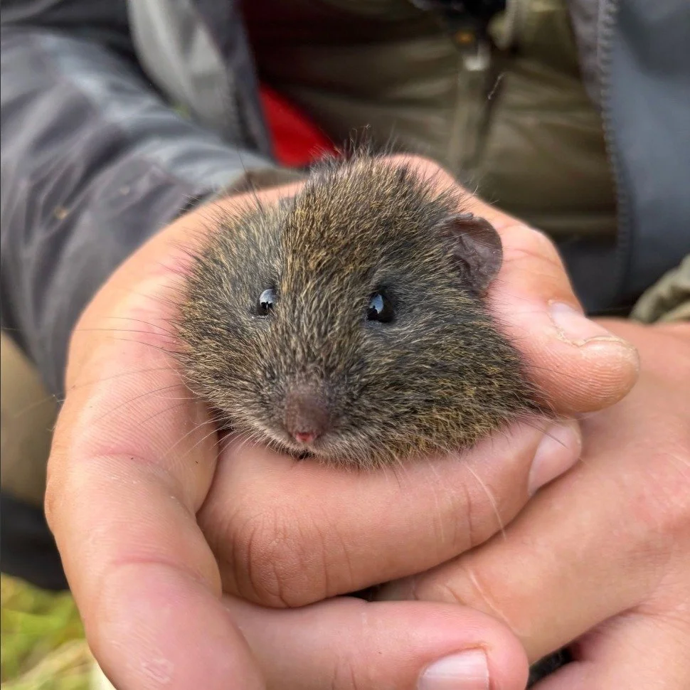 What is this adorable little creature? It's a "Pygmy Wombat" which I first learned about from @aussieark's post about them! You can learn more about them from Aussie Ark or from the new article on my website, melaniermeadors.com!