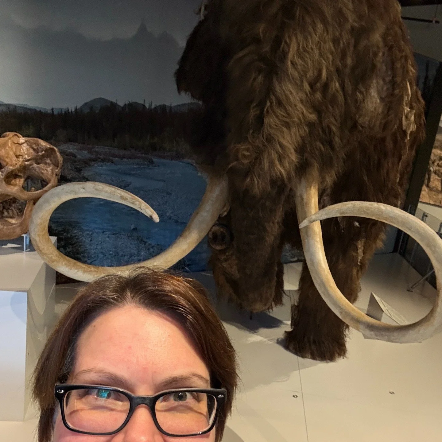 Yesterday I had the absolute pleasure of checking out the @ecotarium 's new elephant exhibit in their equally new Stoddard Exhibition Hall! The exhibit is wonderful--it's engaging, hands-on, with so many interactive components that engage multiple se