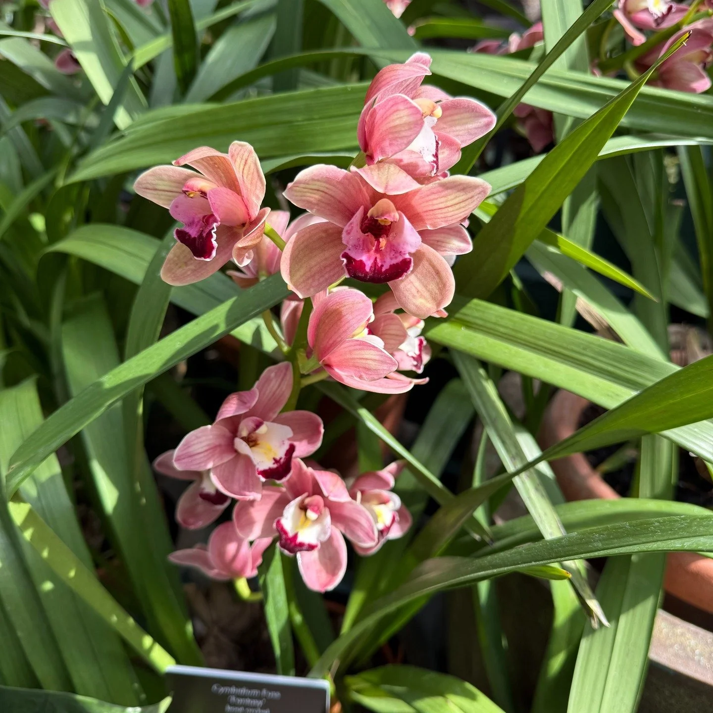 The Chief and I had a wonderful time at the @newenglandbg the other day. So many pretty flowers--I'm excited for spring!