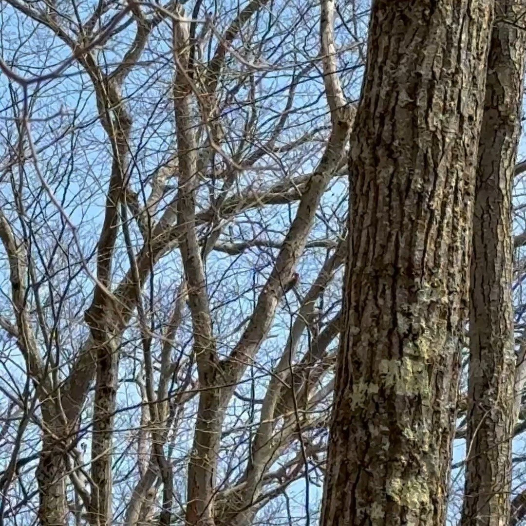 Went for a hike today after the tooth incident (have an appt friday to deal with that). It was SO nice to get out at last. And we saw a lovely red-bellied woodpecker, and heard a pileated one pecking, but couldn't find him/her. Also saw some ducks, g