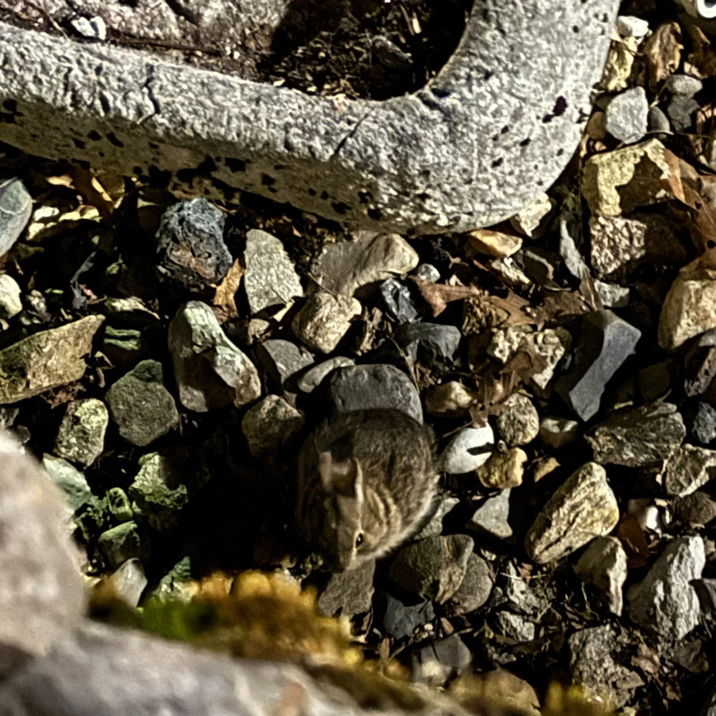 Tonight I saw a very smol bunny and two bats while I was setting up for astrophotography and star gazing