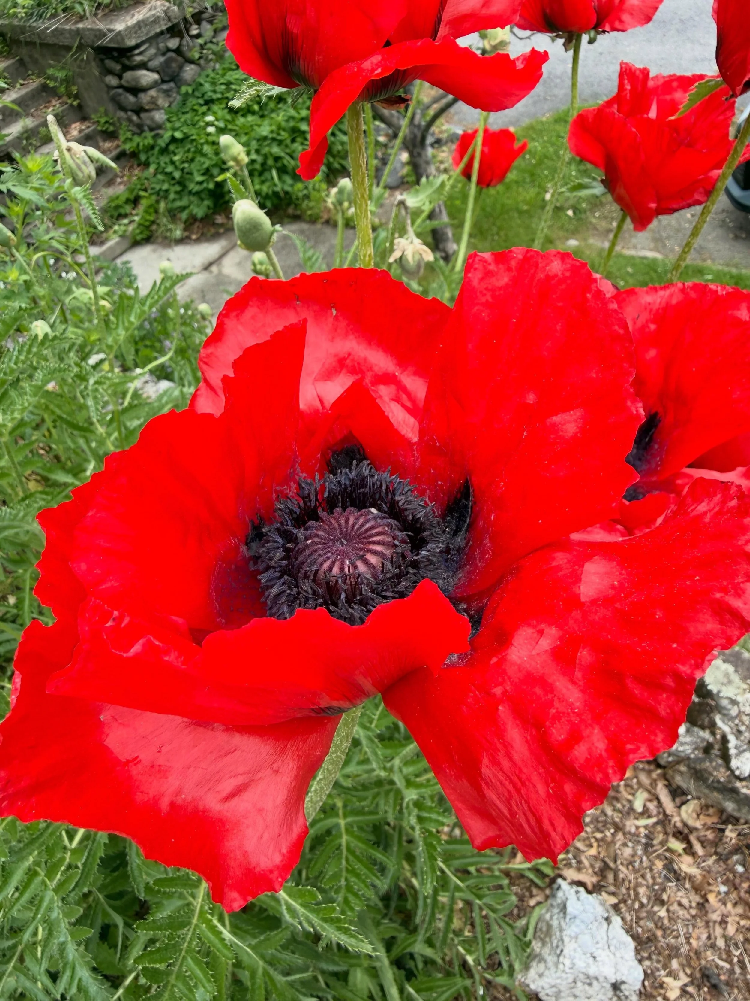 Poppies have exploded!