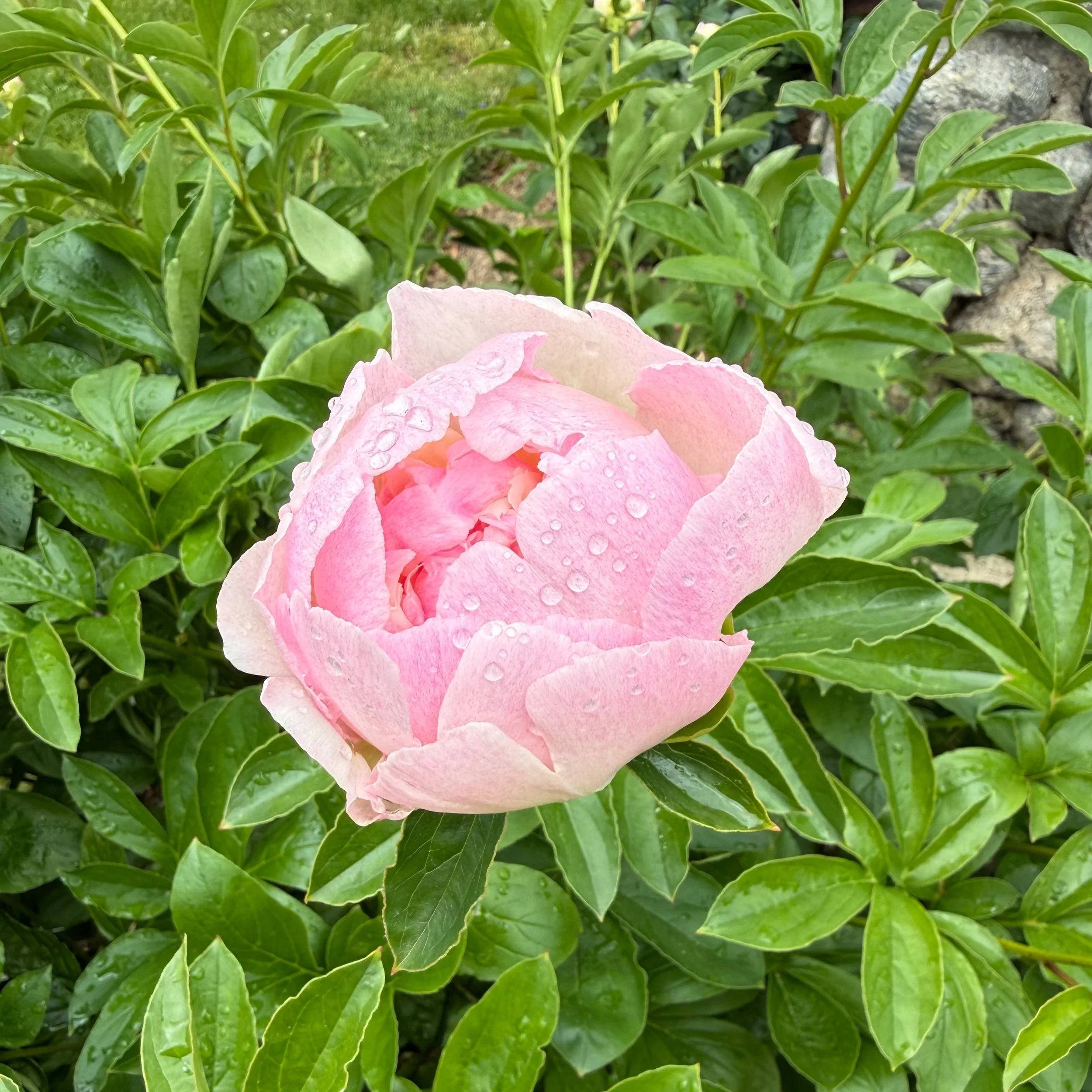 Garden photos!! My peonies started blooming when I was gone, my roses are just getting ready to pop.