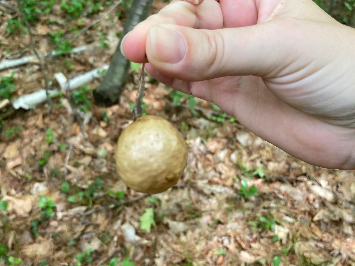 What Is This? Solving the Mystery of Oak Apple Galls
