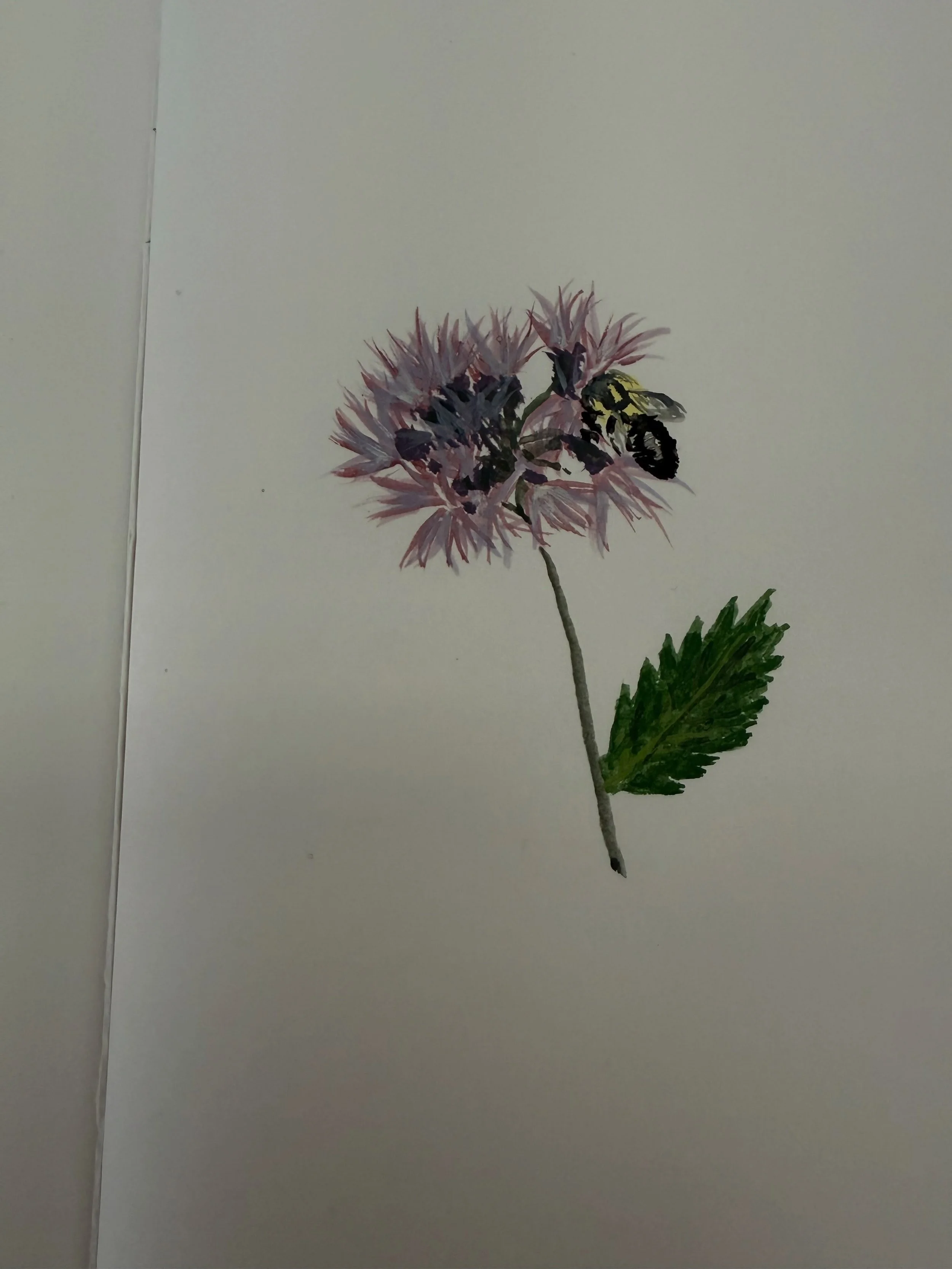 I experimented with watercolor for my Joe-Pye weed picture. Here it is with the colored pencil version I did the other day. Both have their merits. I need to work on leaves though!