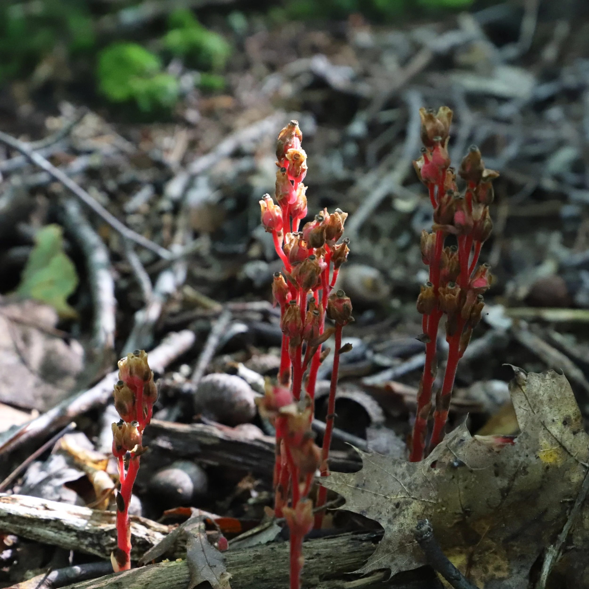 Had so much fun at Bovenzi Conservation Park for hike number 4 of #hikeWorcesterweek! Saw some slugs making babies, LOTS of mushrooms, and much more! Hiking is fun with friends! #hikeworcester #nature #mushrooms