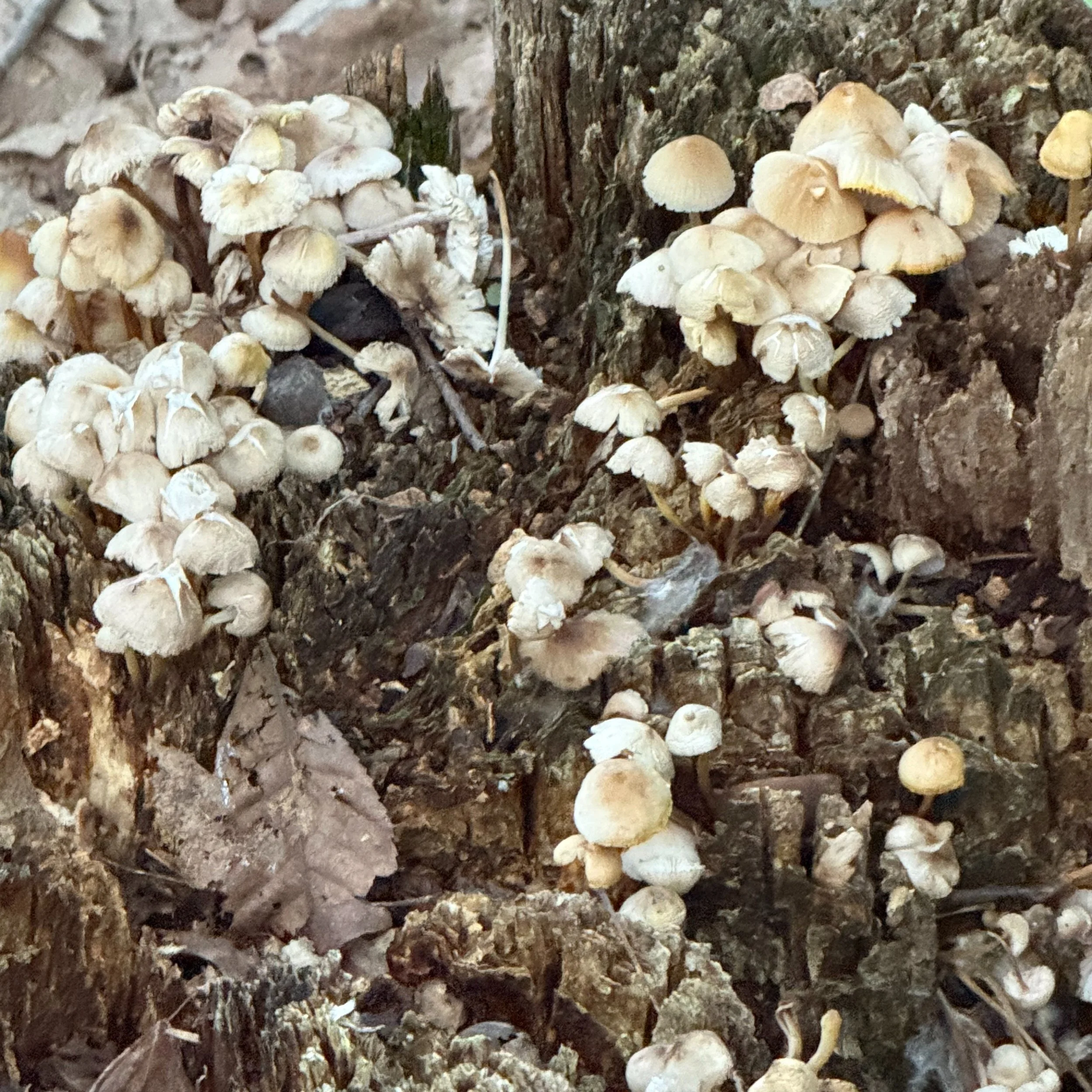 Hike number 5 of #hikeworcesterweek was at #NicksWoods, which was a fun ramble through the forest. Mushrooms, lichen, historic foundations from a 19th century icebox company, and more! #hikeworcester