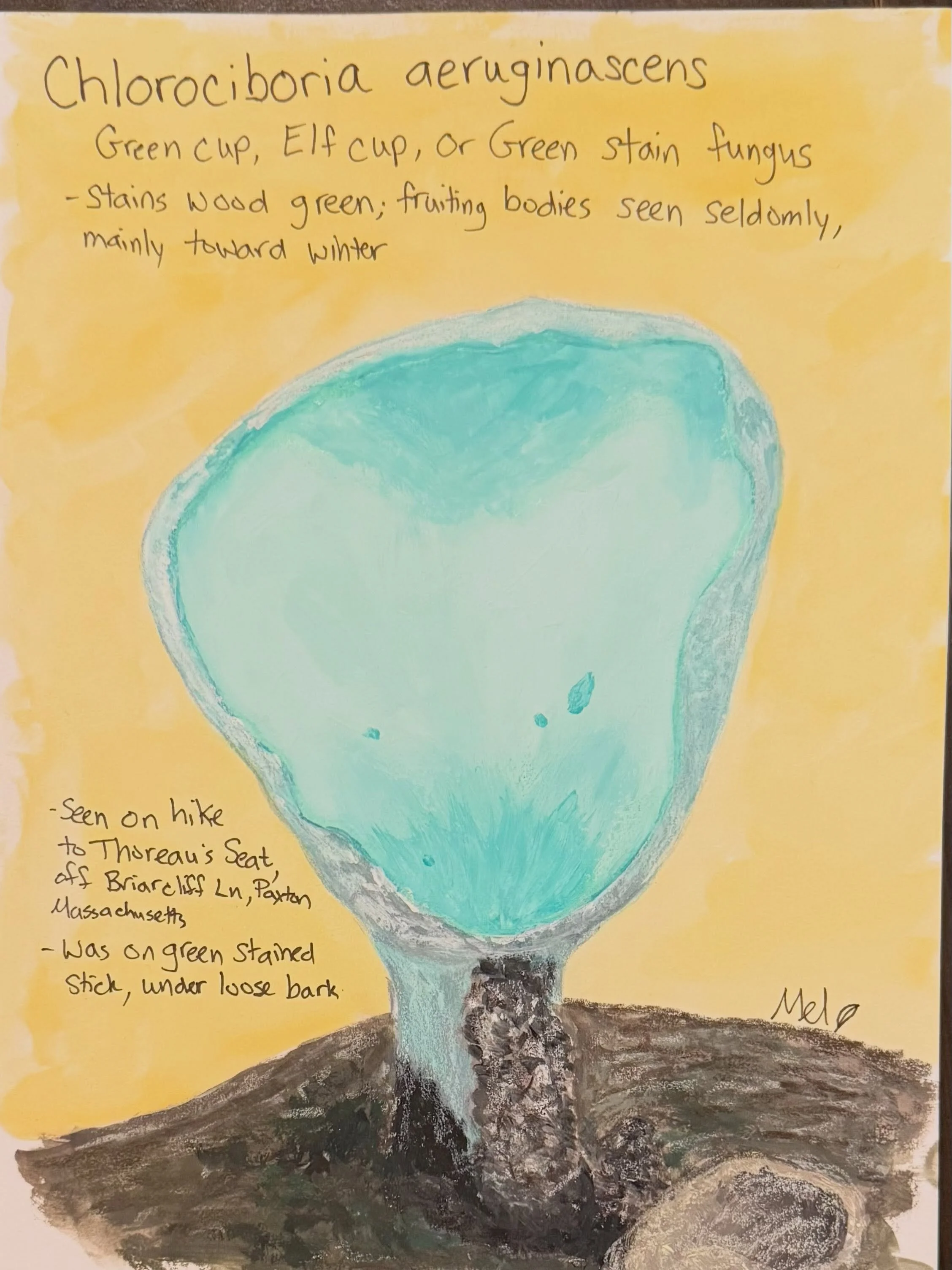 Super blown up Chlorociboria aeruginascens, or elf cup! They are usually about an eighth of an inch across. Seen near #thoreausseat