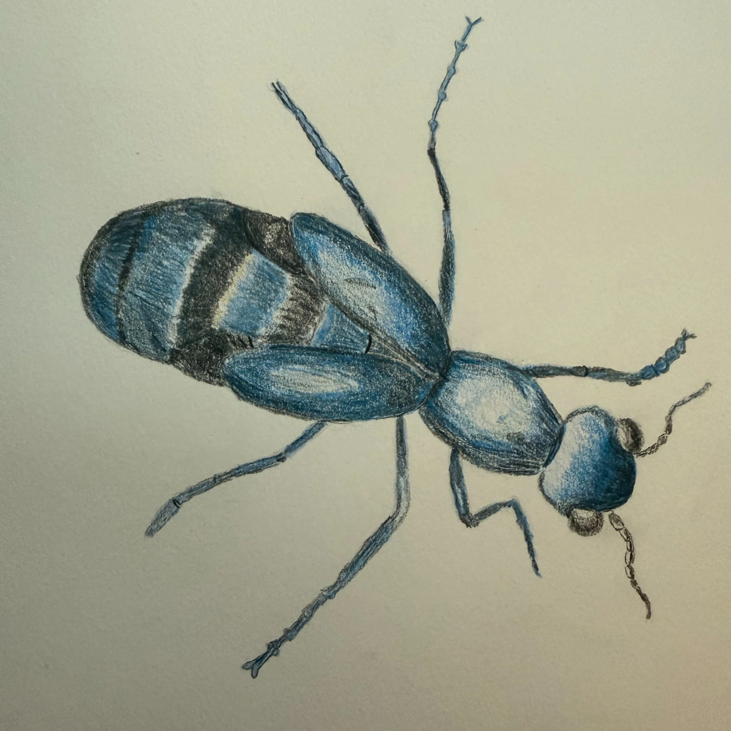 Bug friend seen on a Tetasset Ridge hike in Worcester, MA. This is a short-winged blister beetle. They are pretty, but toxic! They secrete an oil from their leg joints that causes blistering when they are touched. And they can be fatal if ingested! #