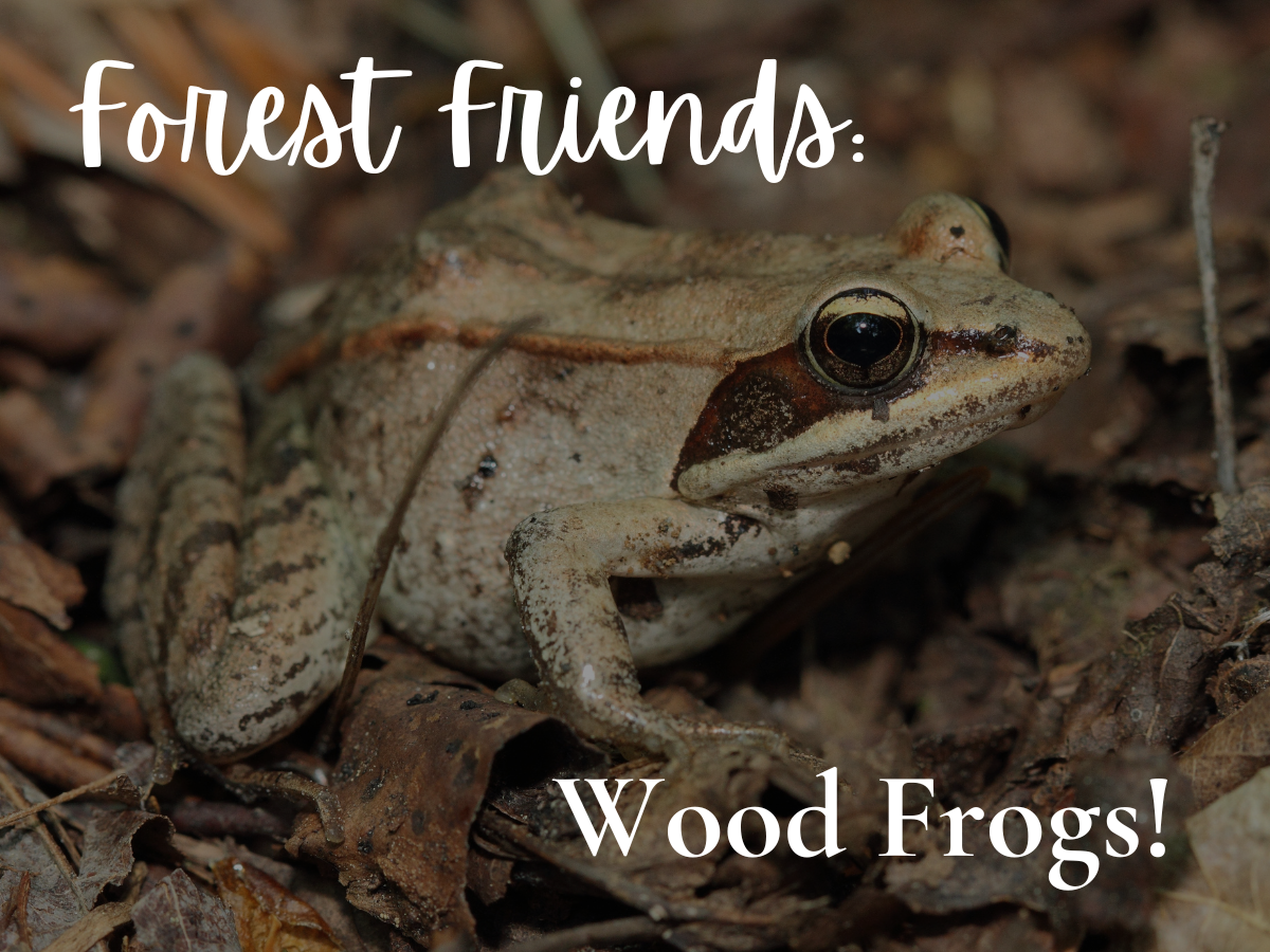 Wood Frogs: Forest Friends with a Secret Power!