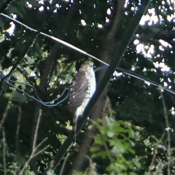 Birb frend.