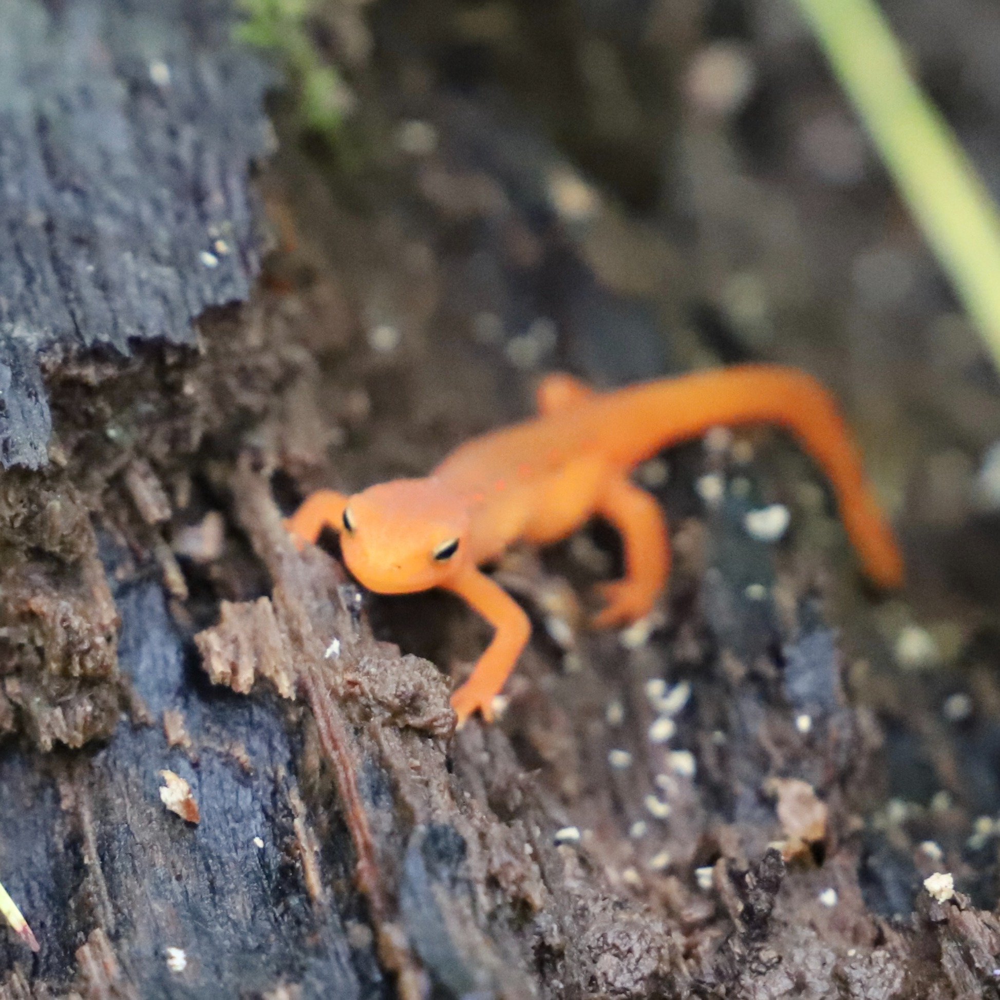 So much fun at #SouthwickPond and #MuirMeadow, and so much cool stuff to see. I've never seen SO many red efts--we had to have seen about 20! Lots of cool fungi.