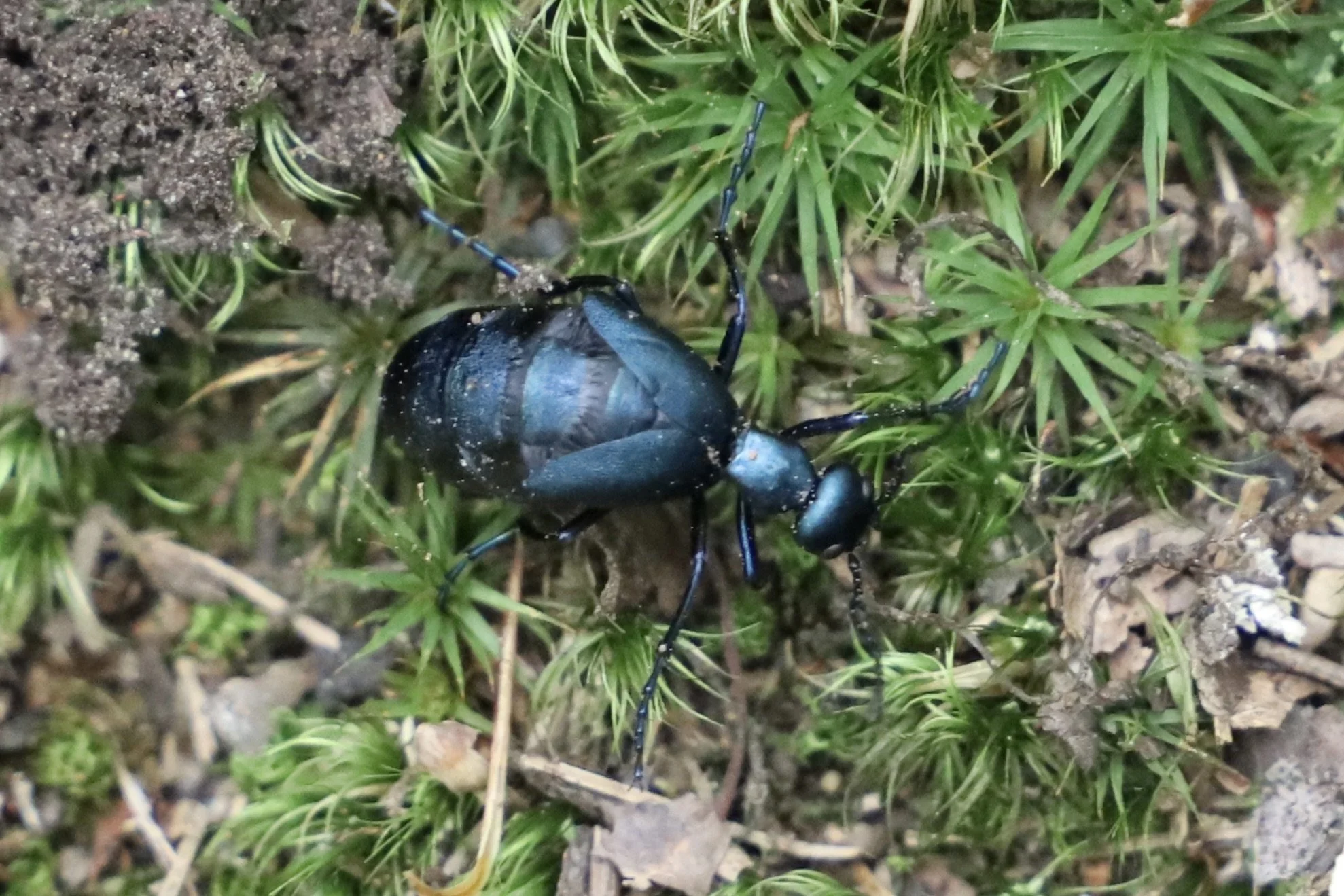 Beware the Blister Beetle!