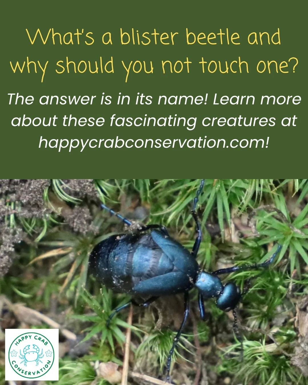 These insects are big, beautiful, and have a surprising defense mechanism! Learn more over at my website, where you can also subscribe to my newsletter and receive these articles in your inbox!