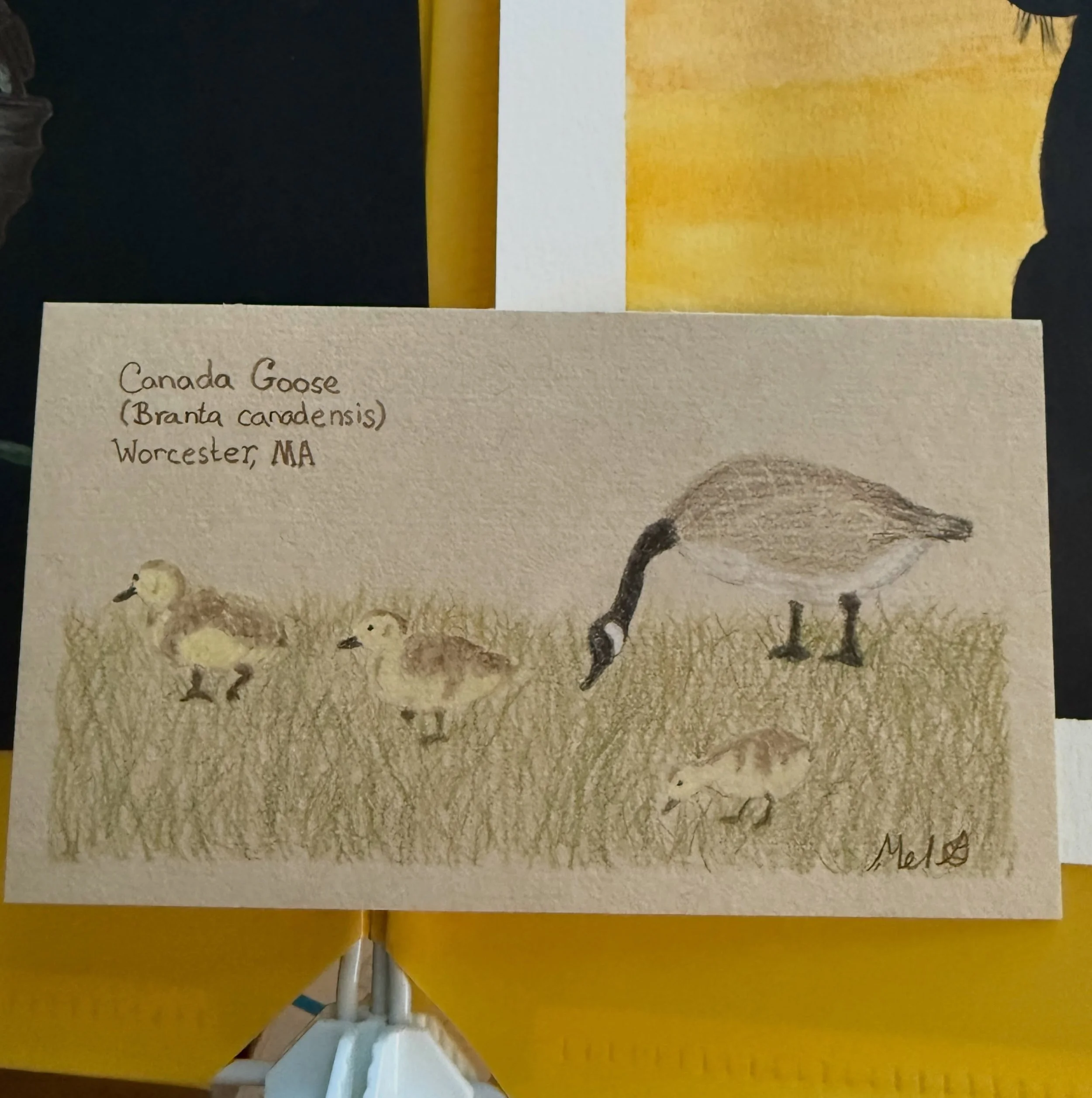Honk #natureart