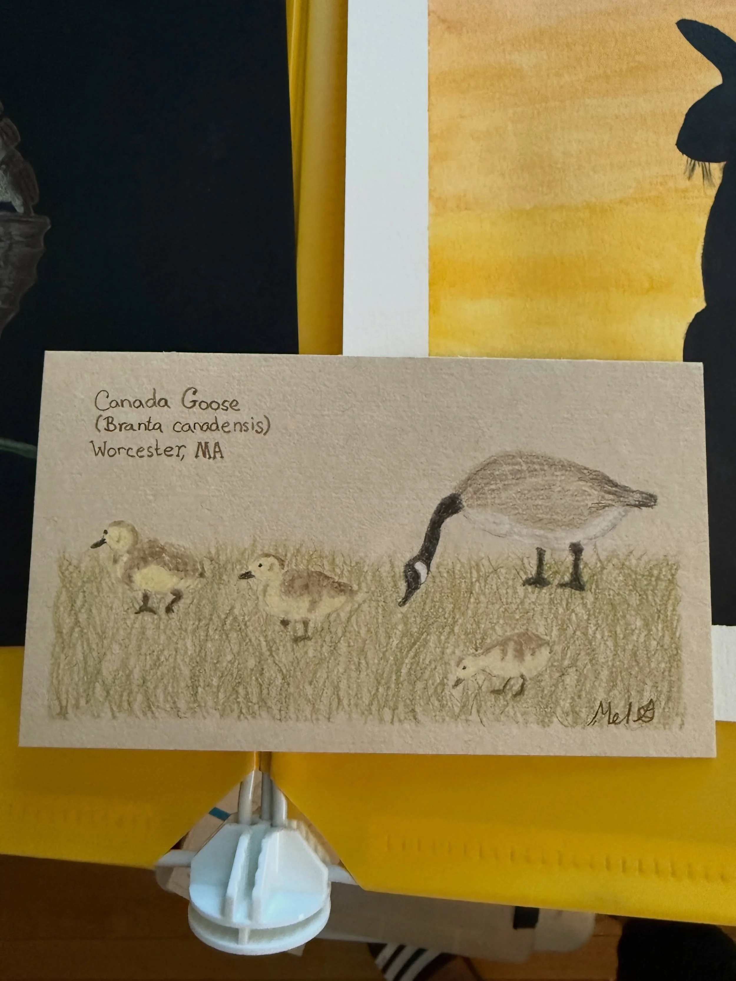 Honk. #natureartist