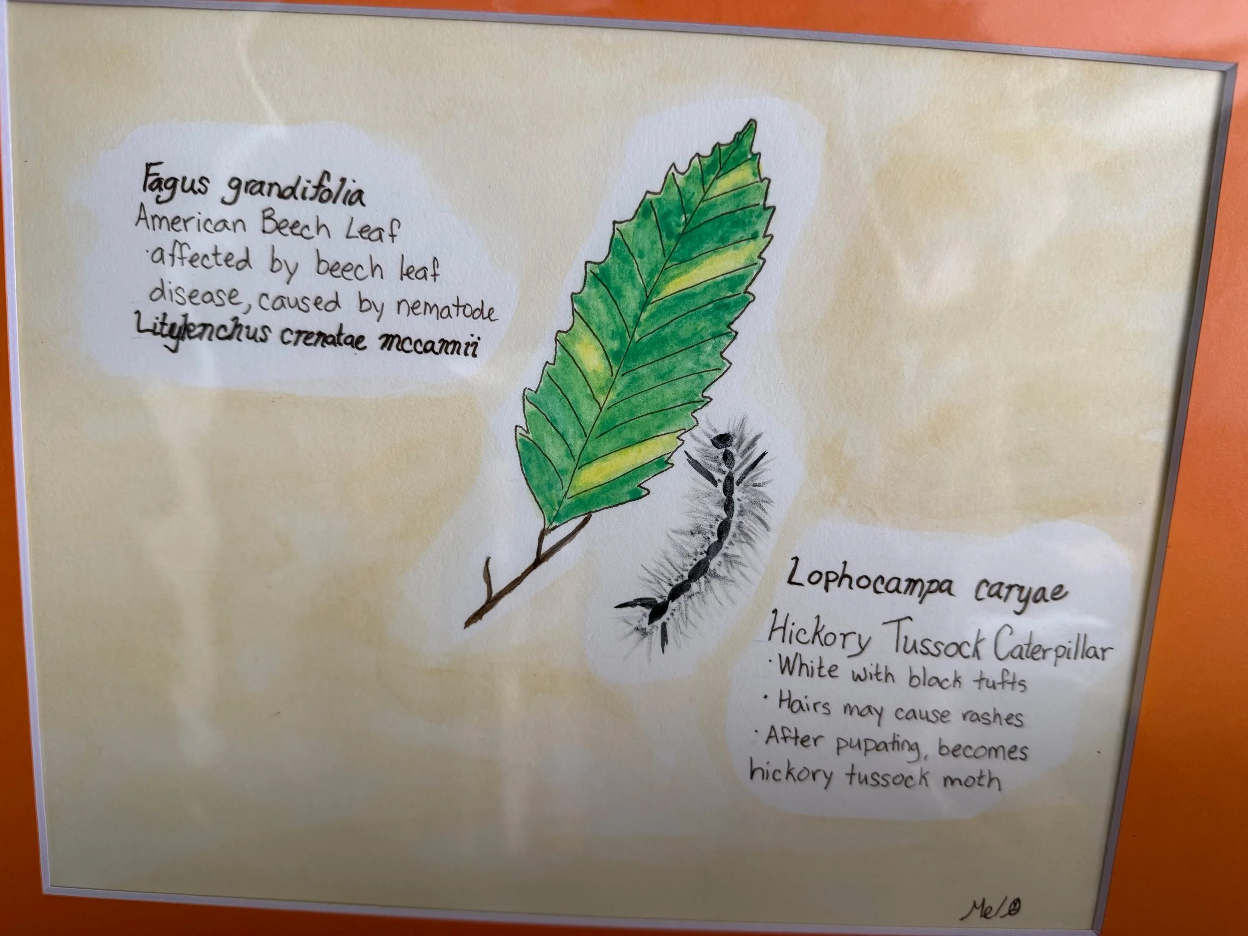 Research question: I've been wondering if and/or how the removal of all the sugar maples due to Asian long-horned beetles affected the health of the beech trees in the same forests of the Worcester area, and if that might have made them more suscepti