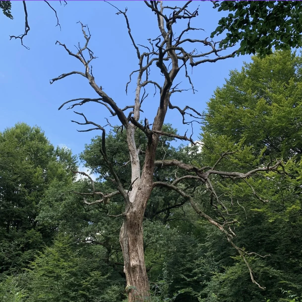 Large dead tree requiring professional tree removal service near Harrisburg, Pennsylvania