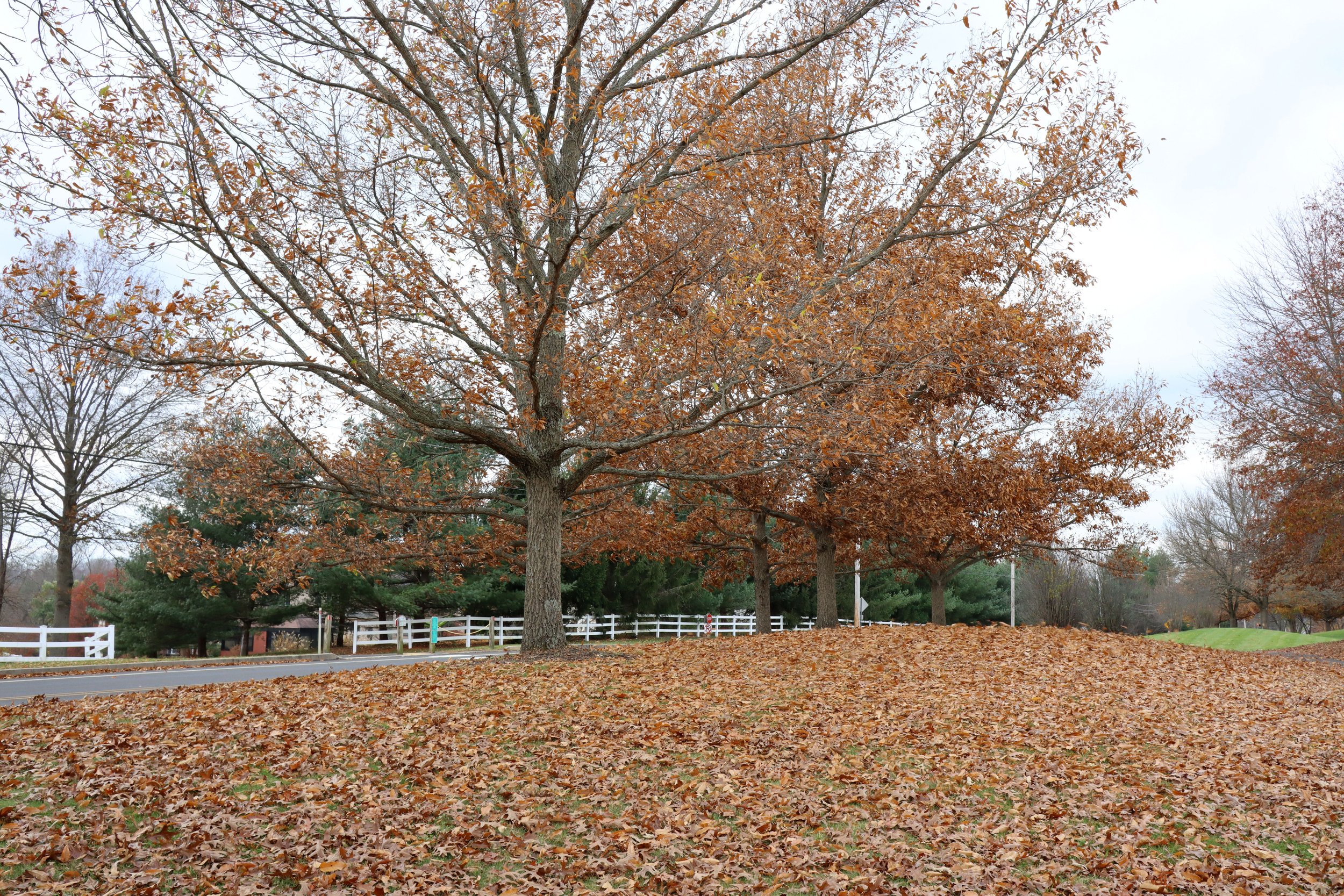 Yard covered in fallen leaves before professional fall cleanup service in Harrisburg PA
