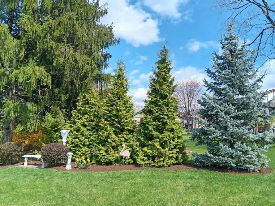 Professionally maintained evergreen trees and landscape beds on residential property near Harrisburg, PA