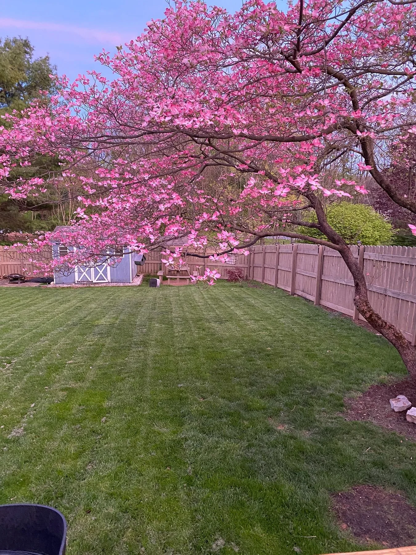 Backyard lawn with professional mowing stripes and spring landscaping under blooming tree in Central PA