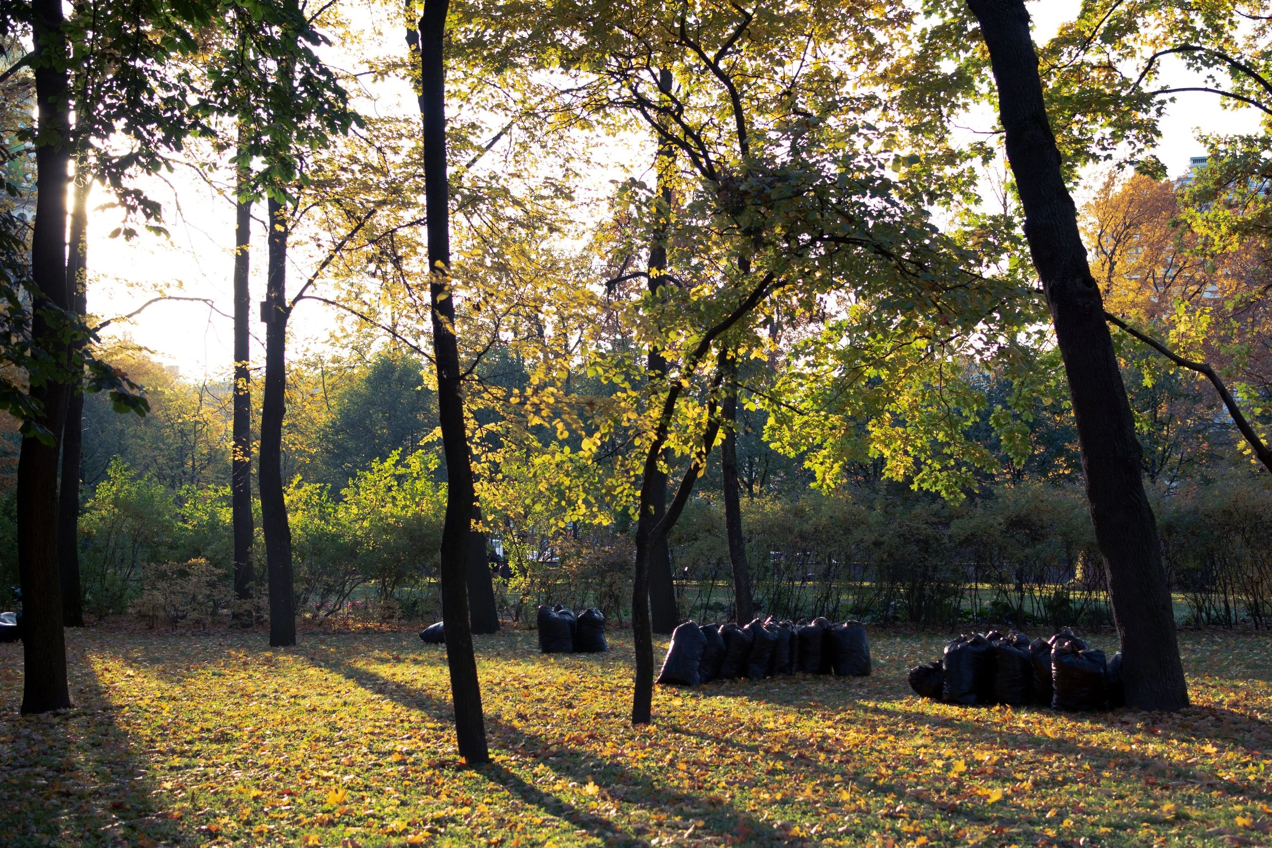 Professional fall cleanup and leaf removal service with bagged leaves in a Central PA yard