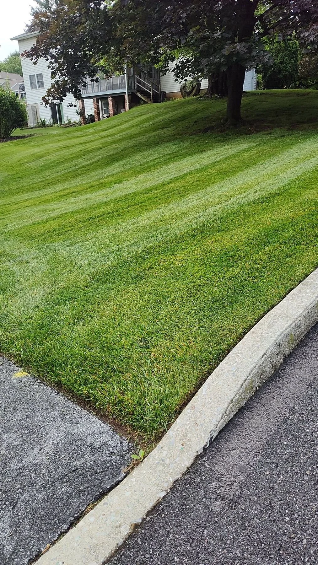 Freshly mowed lawn with professional striping pattern in Harrisburg PA residential property