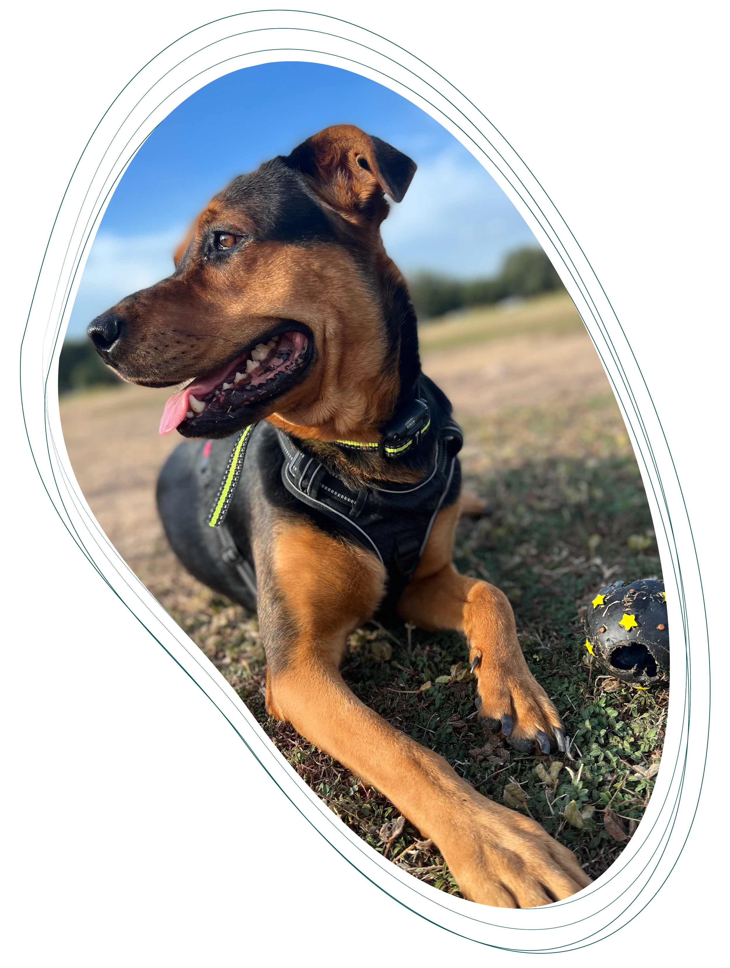 Brown and black dog lying on grass in a harness, looking to the side with its tongue out, framed by an abstract multicolored oval outline.