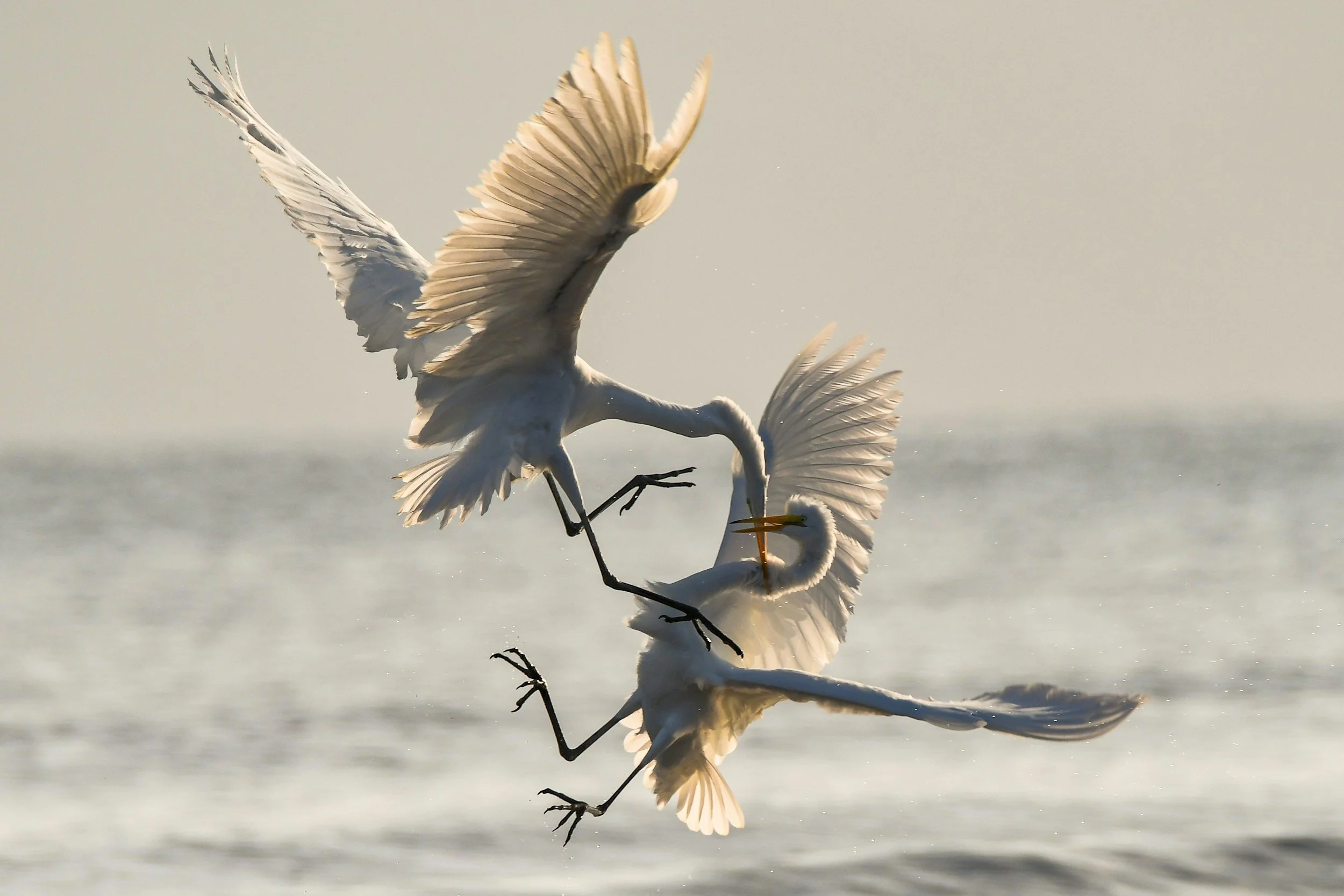 Image of two large white birds fighting. If you struggle with processing your trauma, a skilled somatic therapist in Pasadena, CA can help you begin healing.