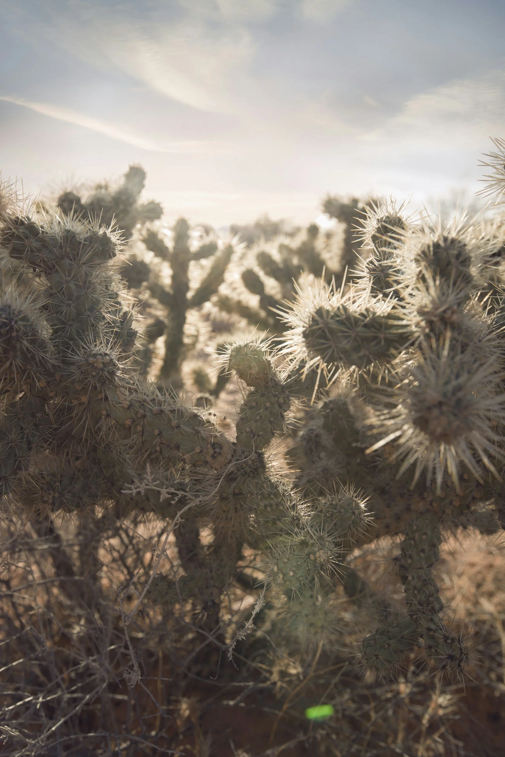 Image of cacti on a sunny day. Address your depression and manage your symptoms with brainspotting in Pasadena, CA. A holistic therapist can help you cope.