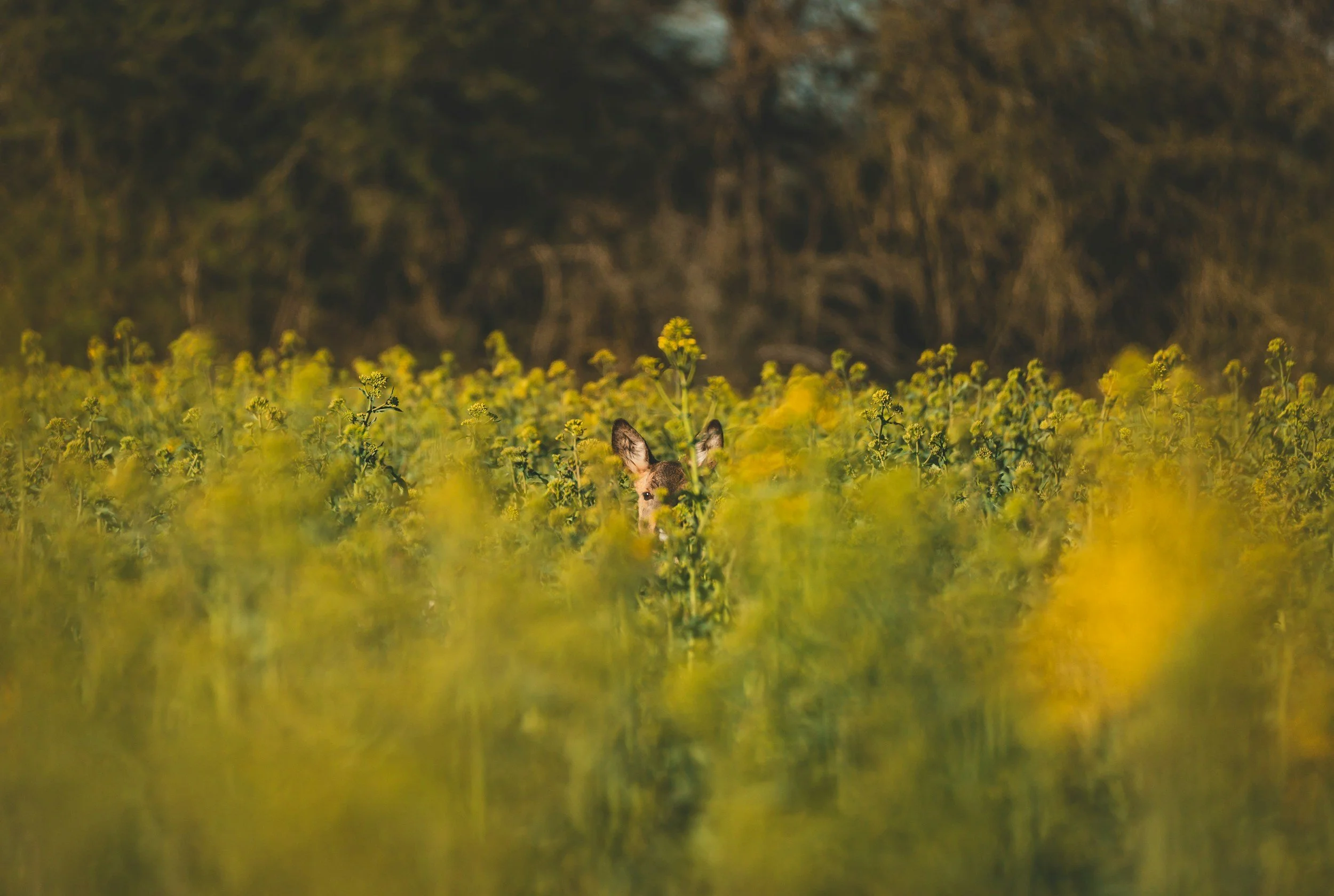 hidden animal in nature - Heal from Covert Narcissistic Abuse | Holistic Therapy