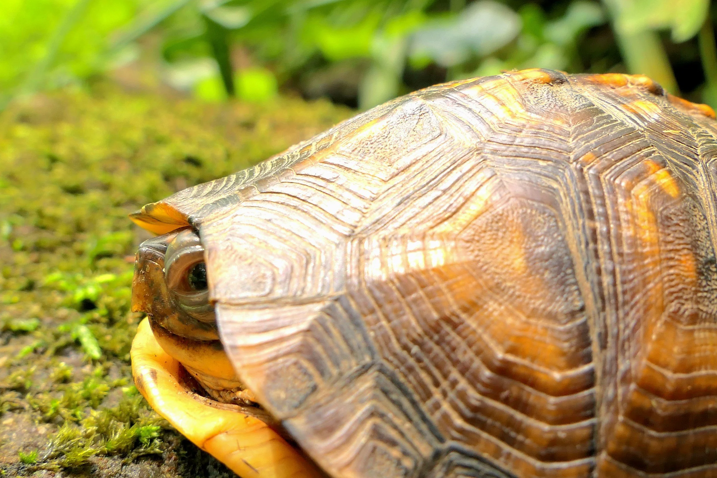 Mindfulness-based depth psychotherapy in Pasadena supporting nervous system regulation | Rezak Therapy | 91104