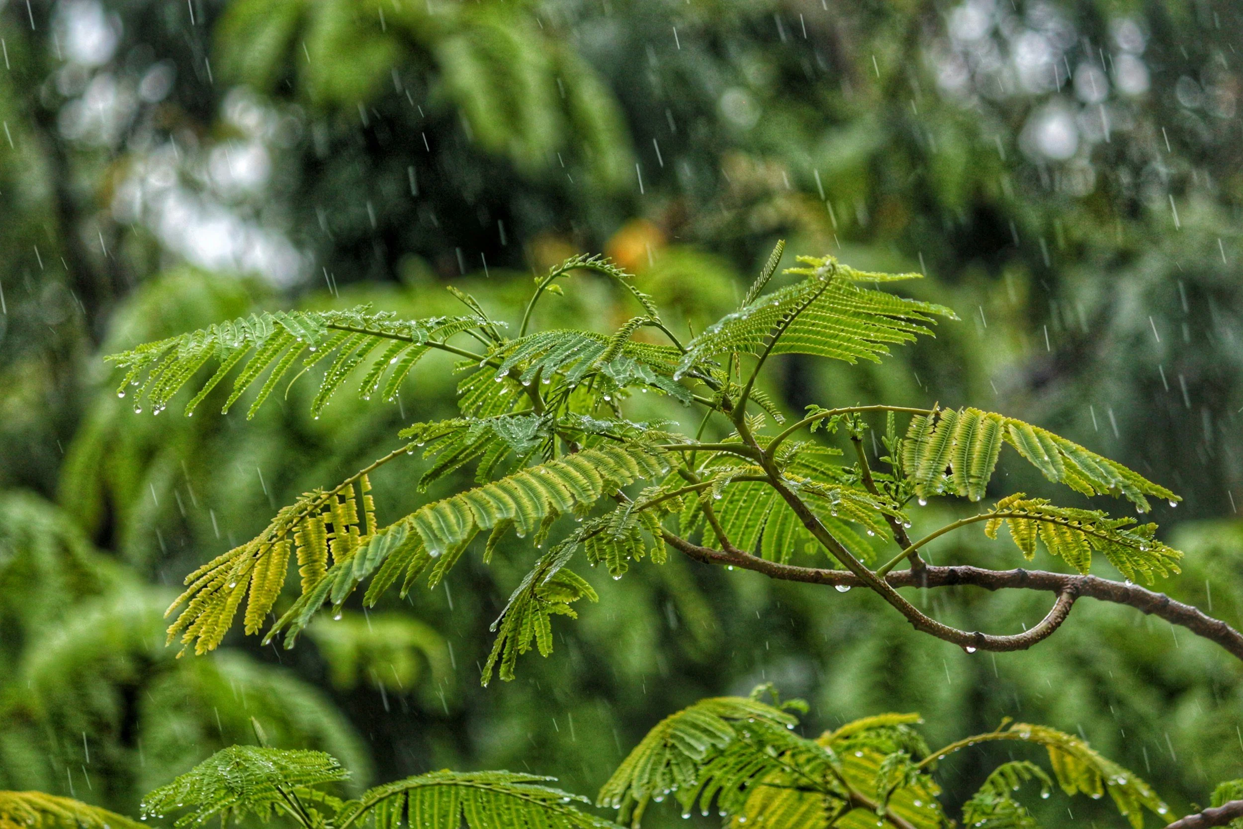 Using RAIN to Calm the Nervous System: A Mindful Approach to Overwhelm