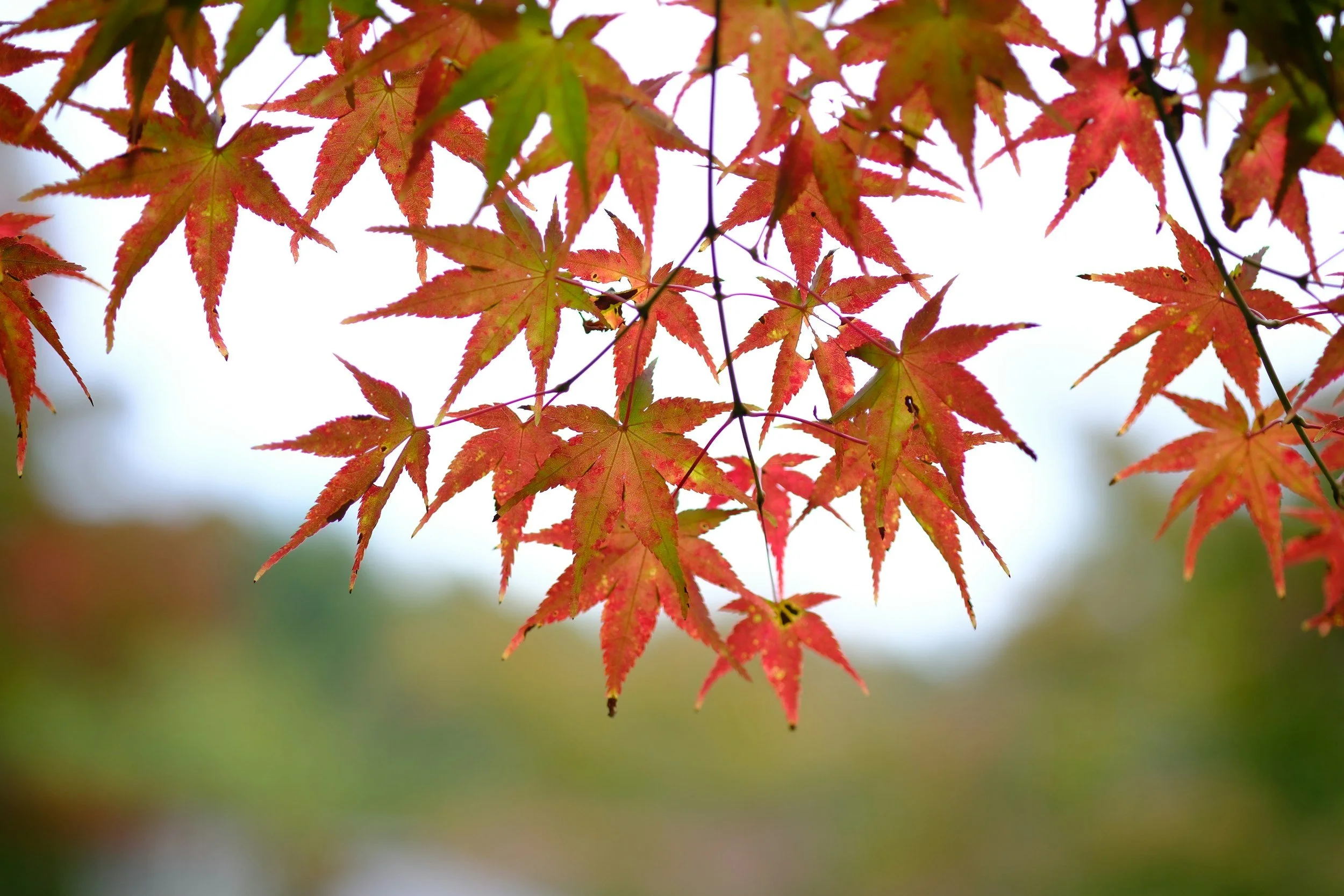 Pasadena Therapist | Depth Therapy in Pasadena | Depth Therapy for Anxiety | 92106