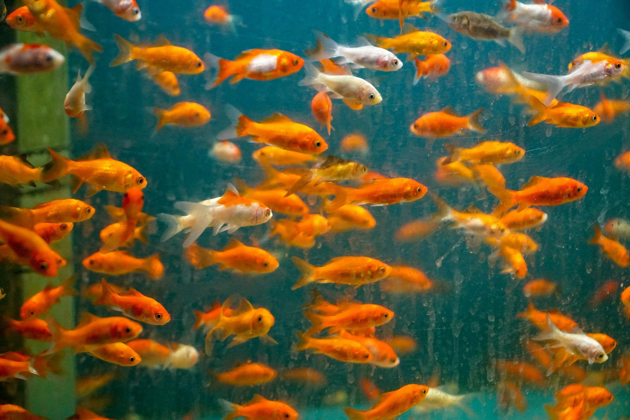 A large group of orange, white, and gray goldfish swimming underwater.