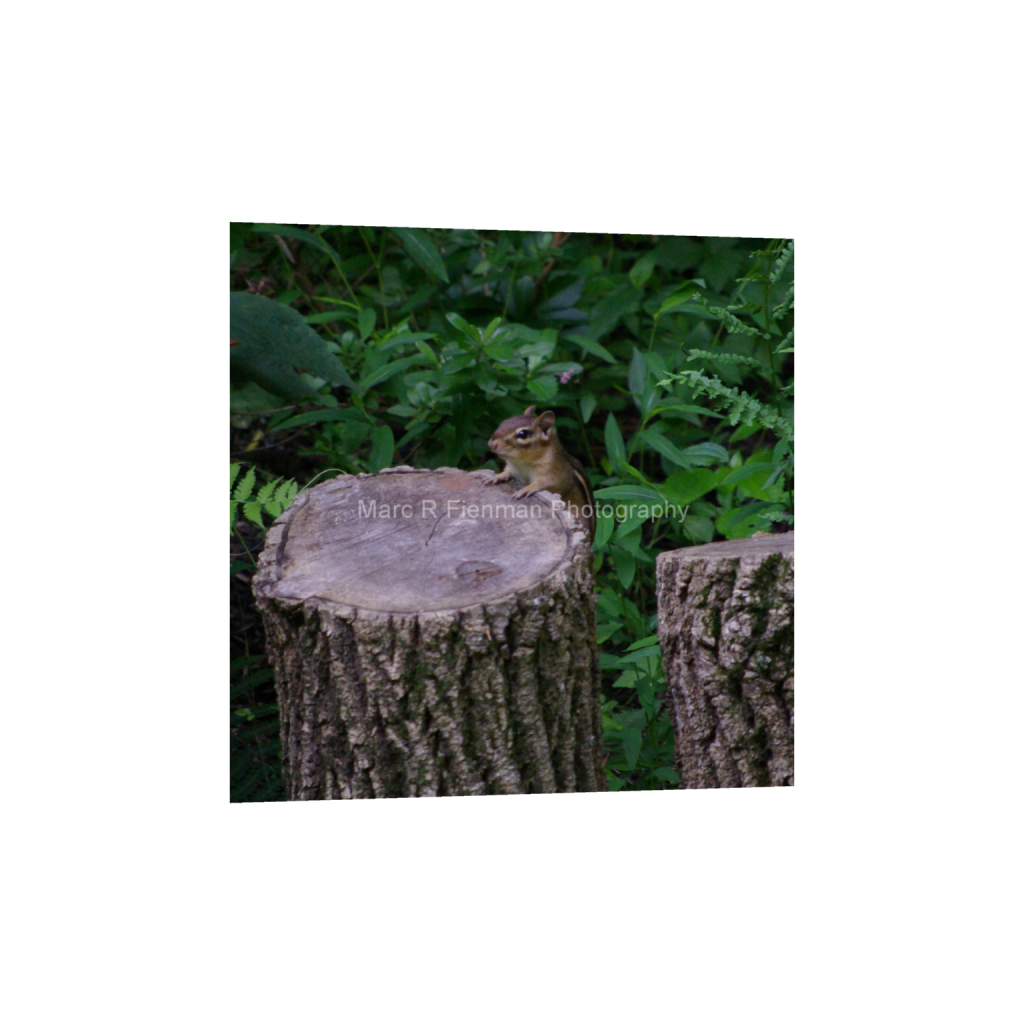 ptq_1_0_0_300_2400_2400_0_false_ffffff_0_0_4d17f7ae8a57b5c5c3544576e309bad1.png