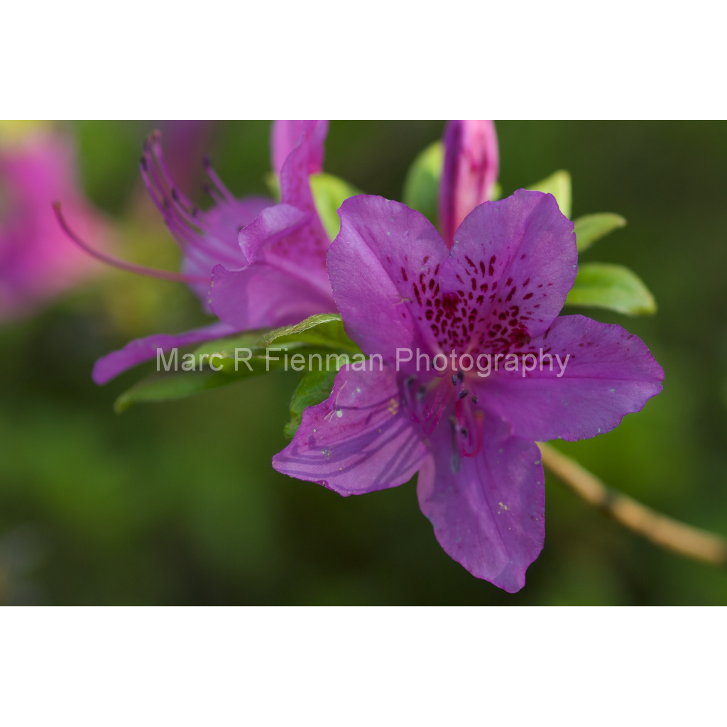 image_original_4d17f7ae8a57b5c5c3544576e309bad1.png