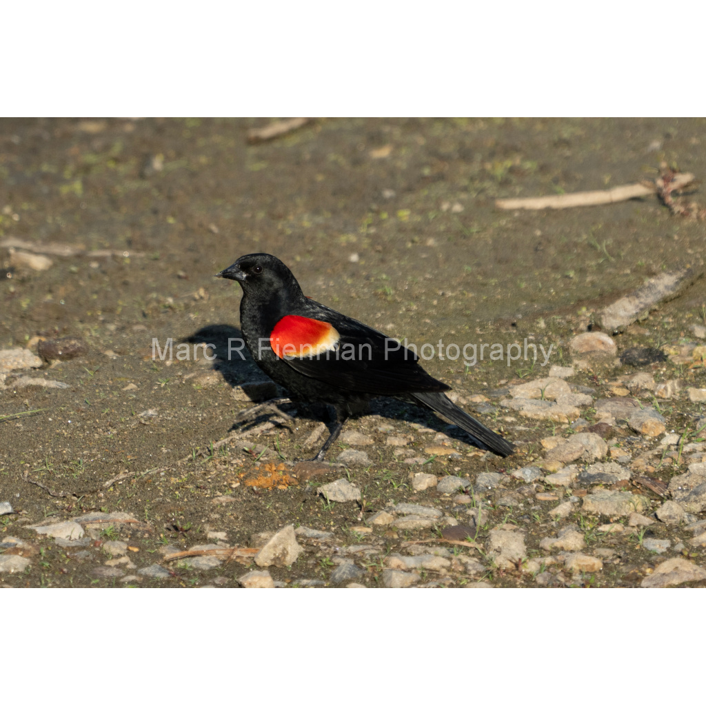 image_original_4d17f7ae8a57b5c5c3544576e309bad1.png