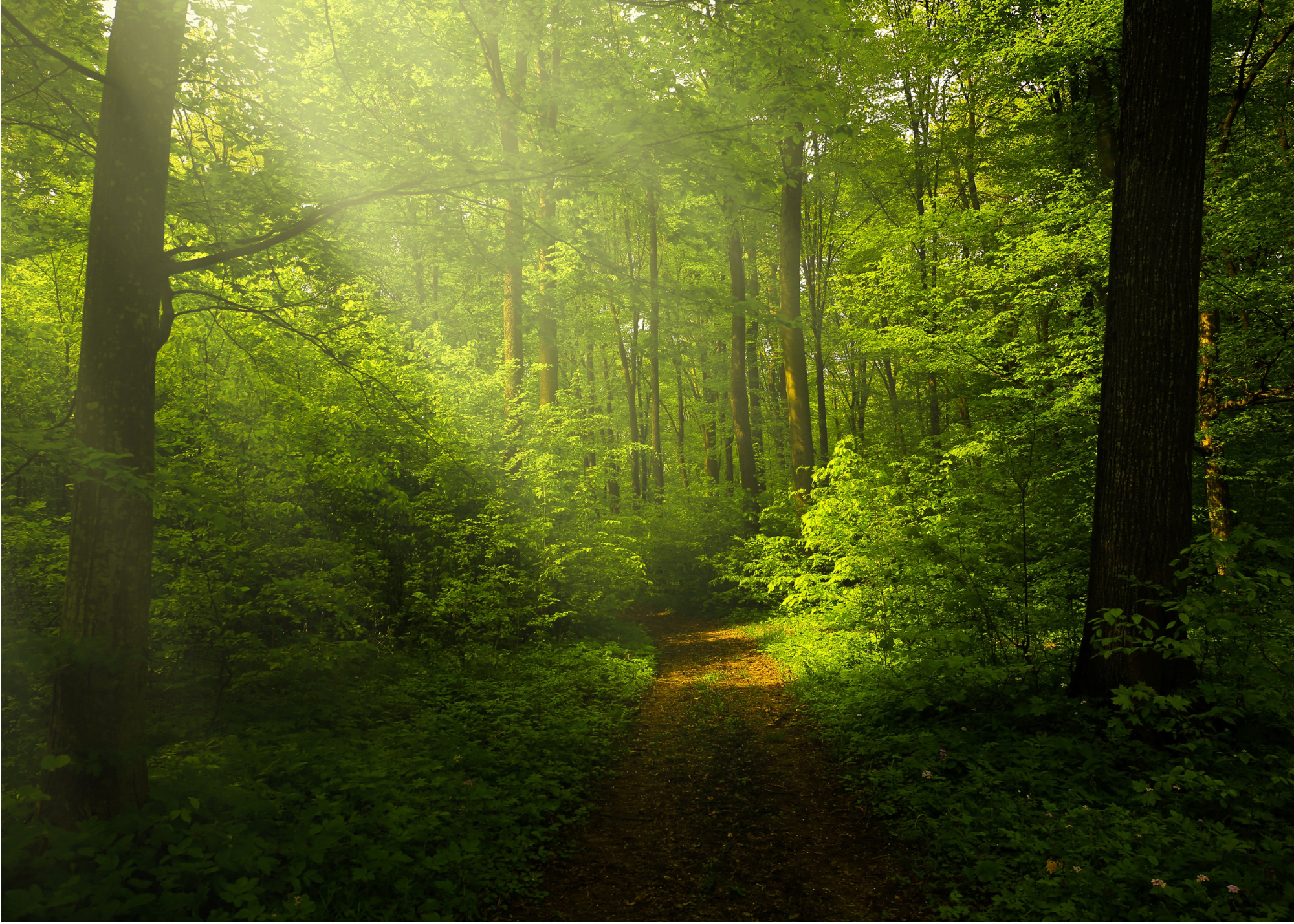 A lush green forest with sunlight shining through the trees onto a dirt path.