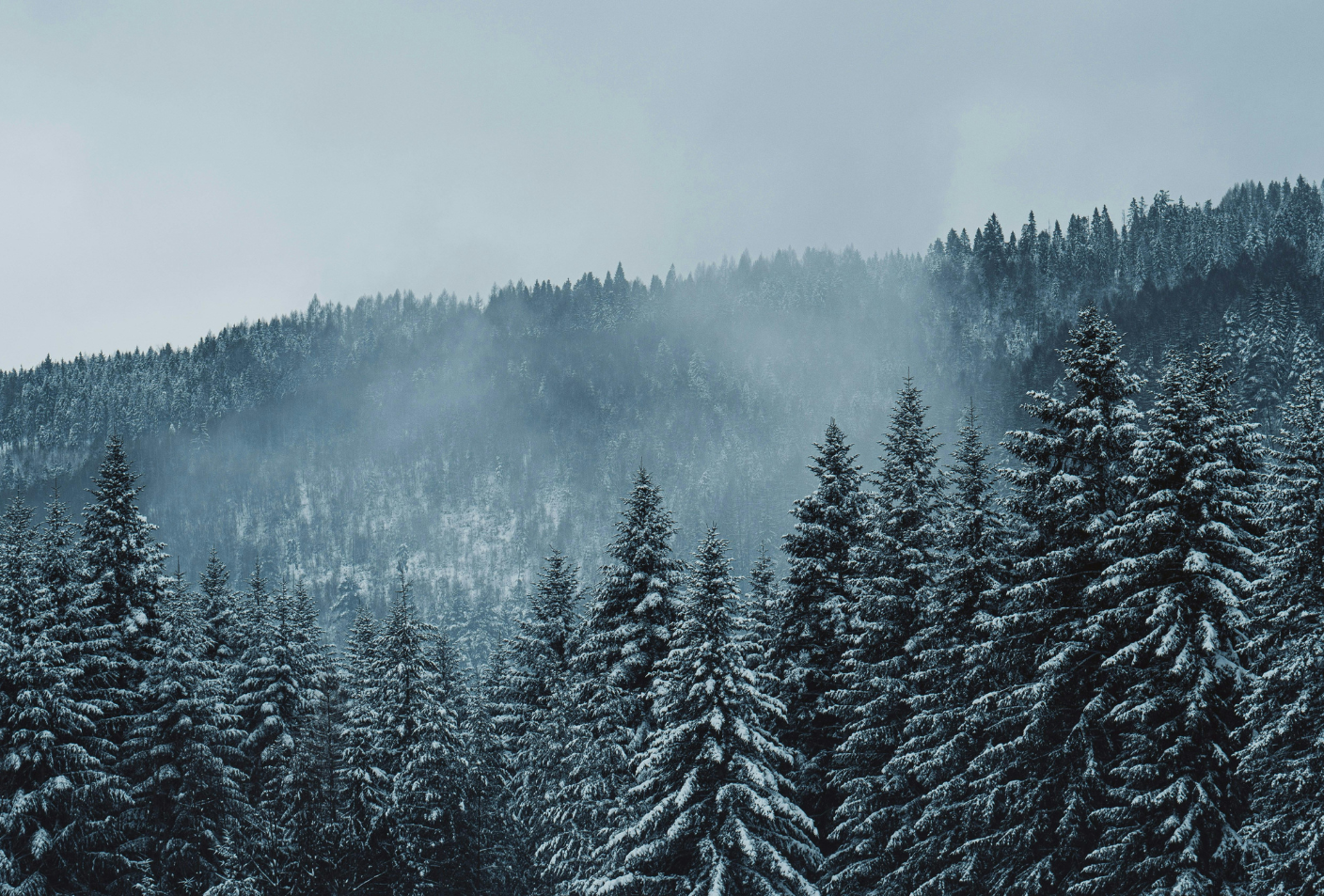 Snow-covered pine trees on a mountain landscape with a foggy sky.